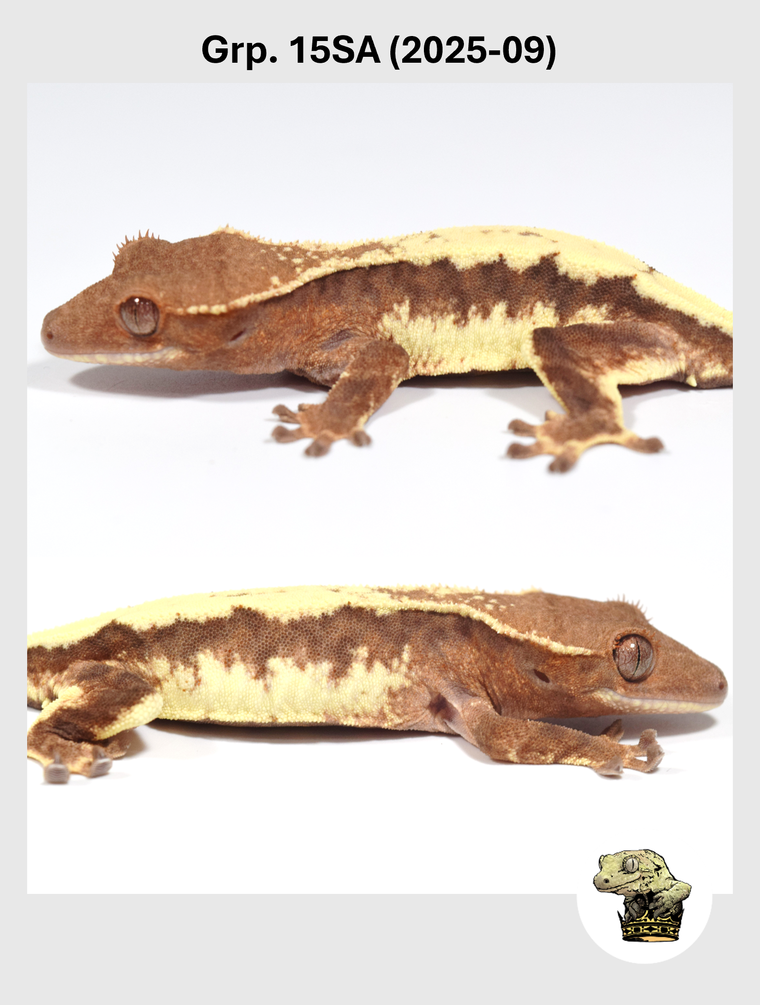 SQSP Grp. 15SA (2025-09) (2026-01-16) (1).png