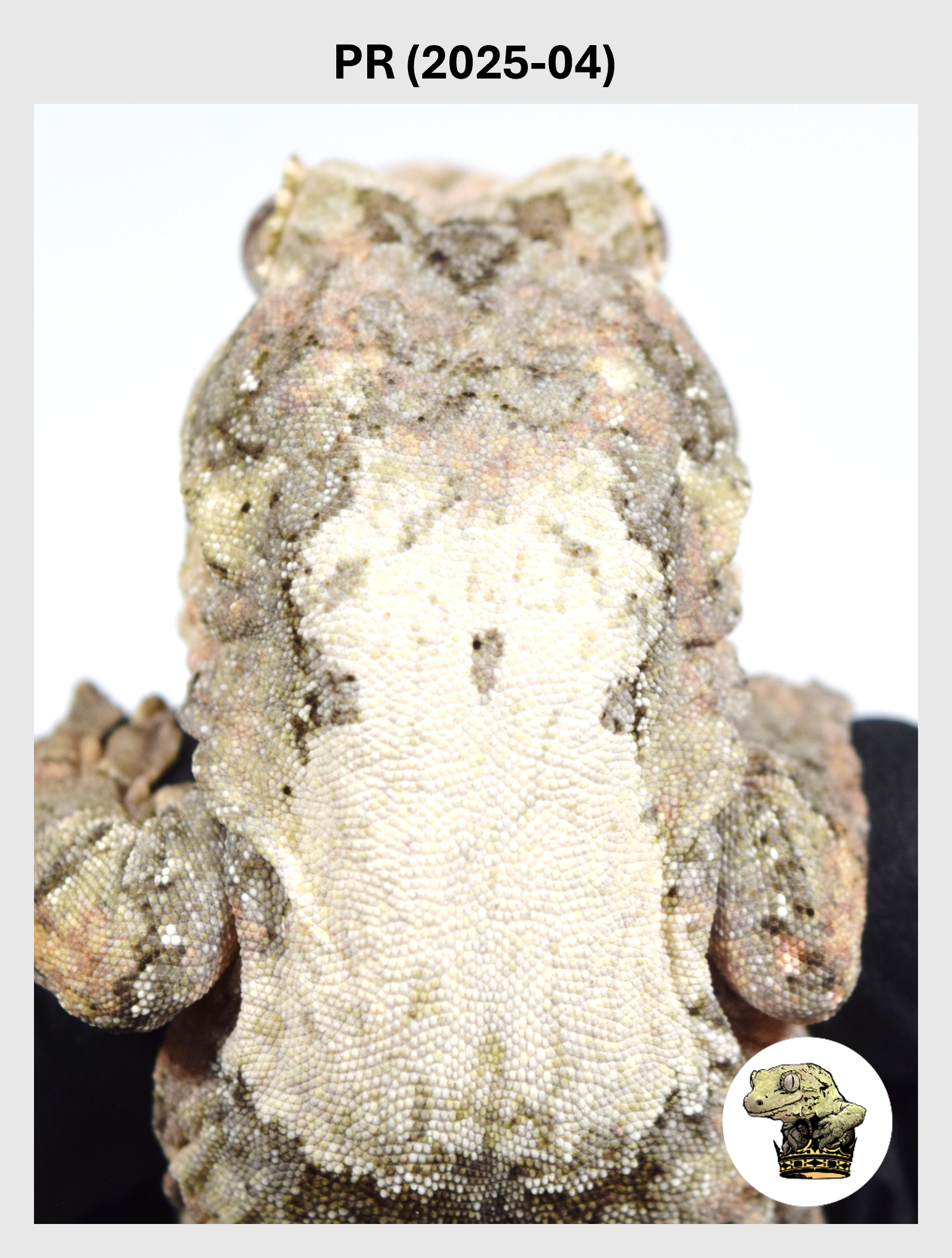 PR (2025-04) (2026-10-02) (1) SQSP.png