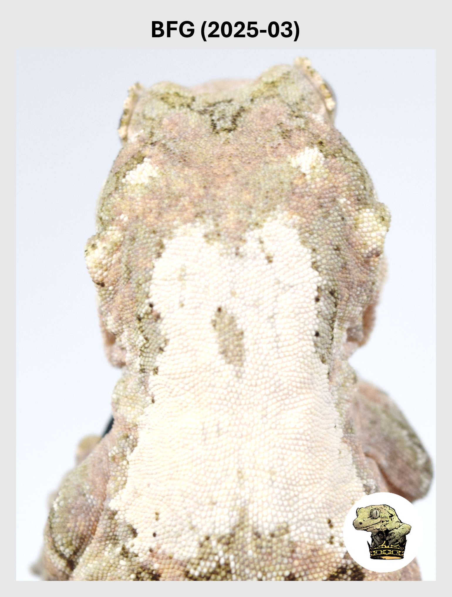 White Collar Female*! BFG (2025-03)