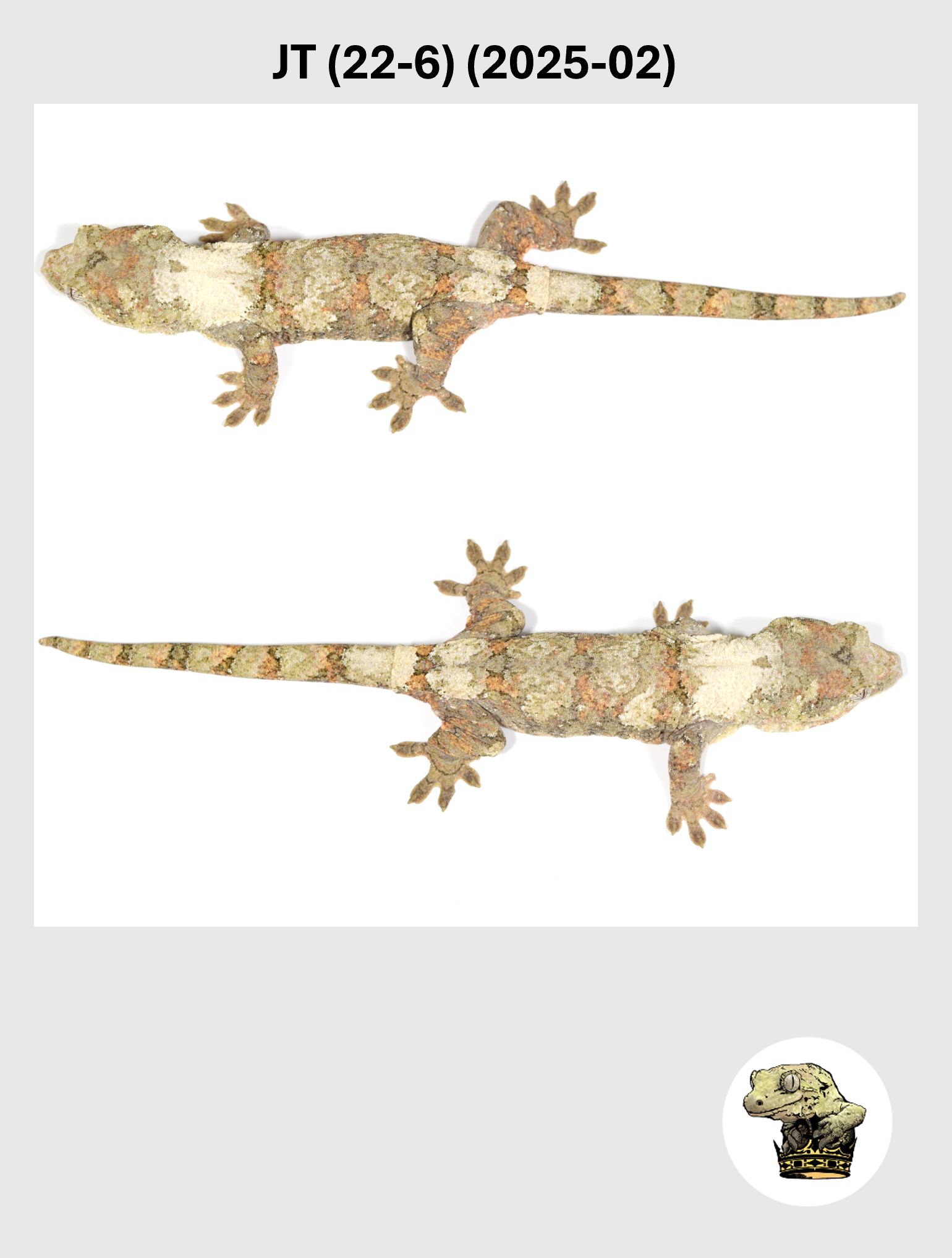 JT (22-6) (2025-02) (2026-10-02) (5) SQSP.png