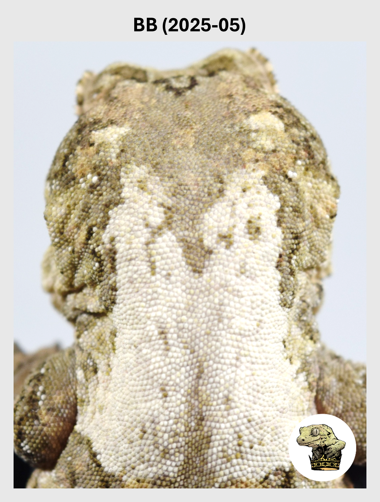 BB (2025-05) (2026-02-17) (1) SQSP.png