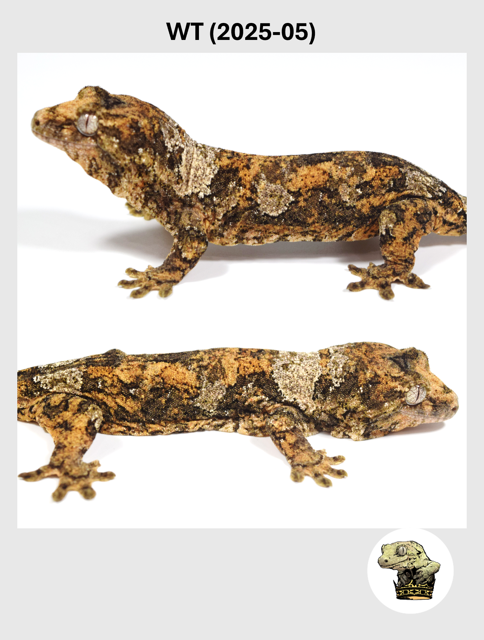 WT (2025-05) (2026-02-17) (2) SQSP.png