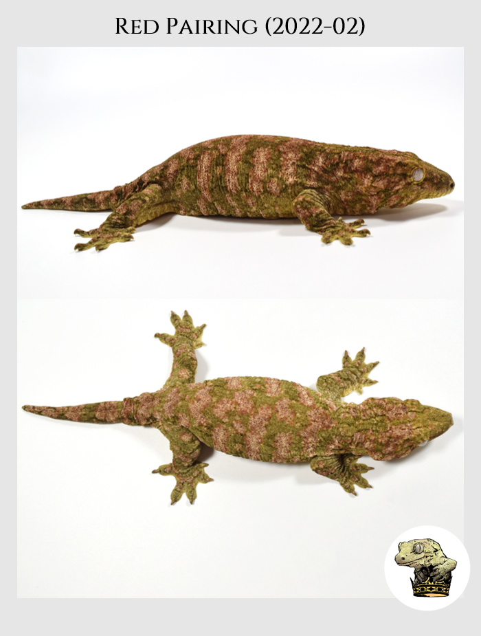 Leachianus (2).png