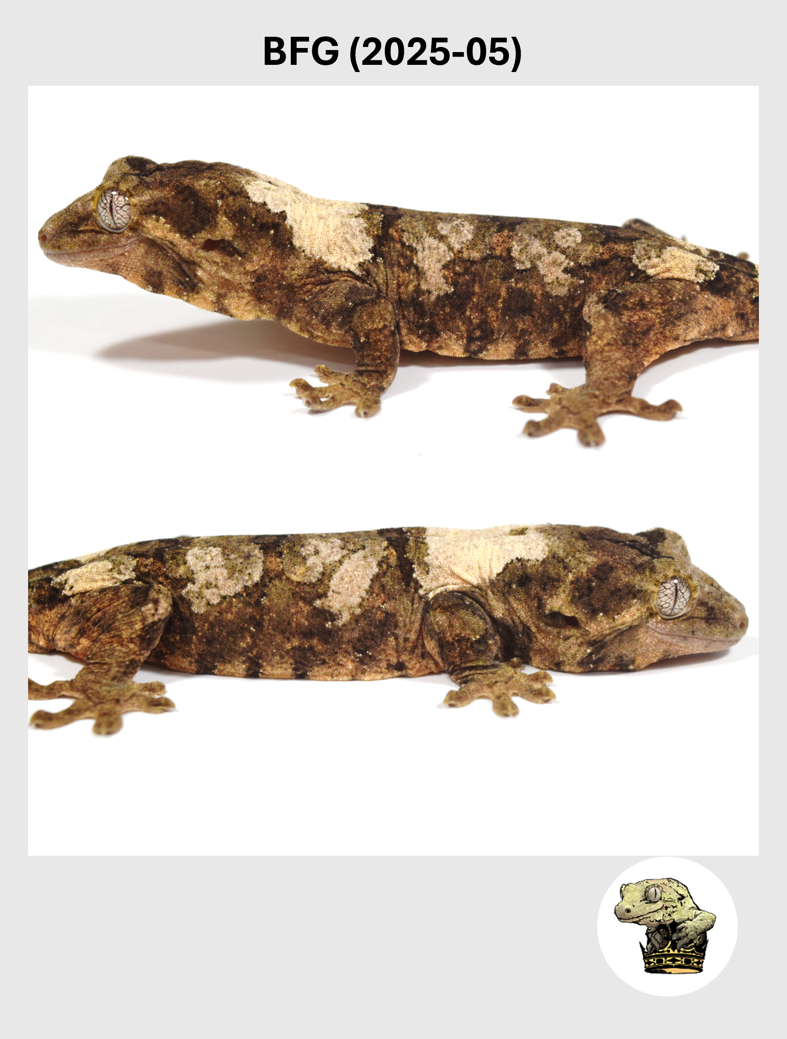 BFG (2025-05) (2026-01-20) (2) SQSP.png