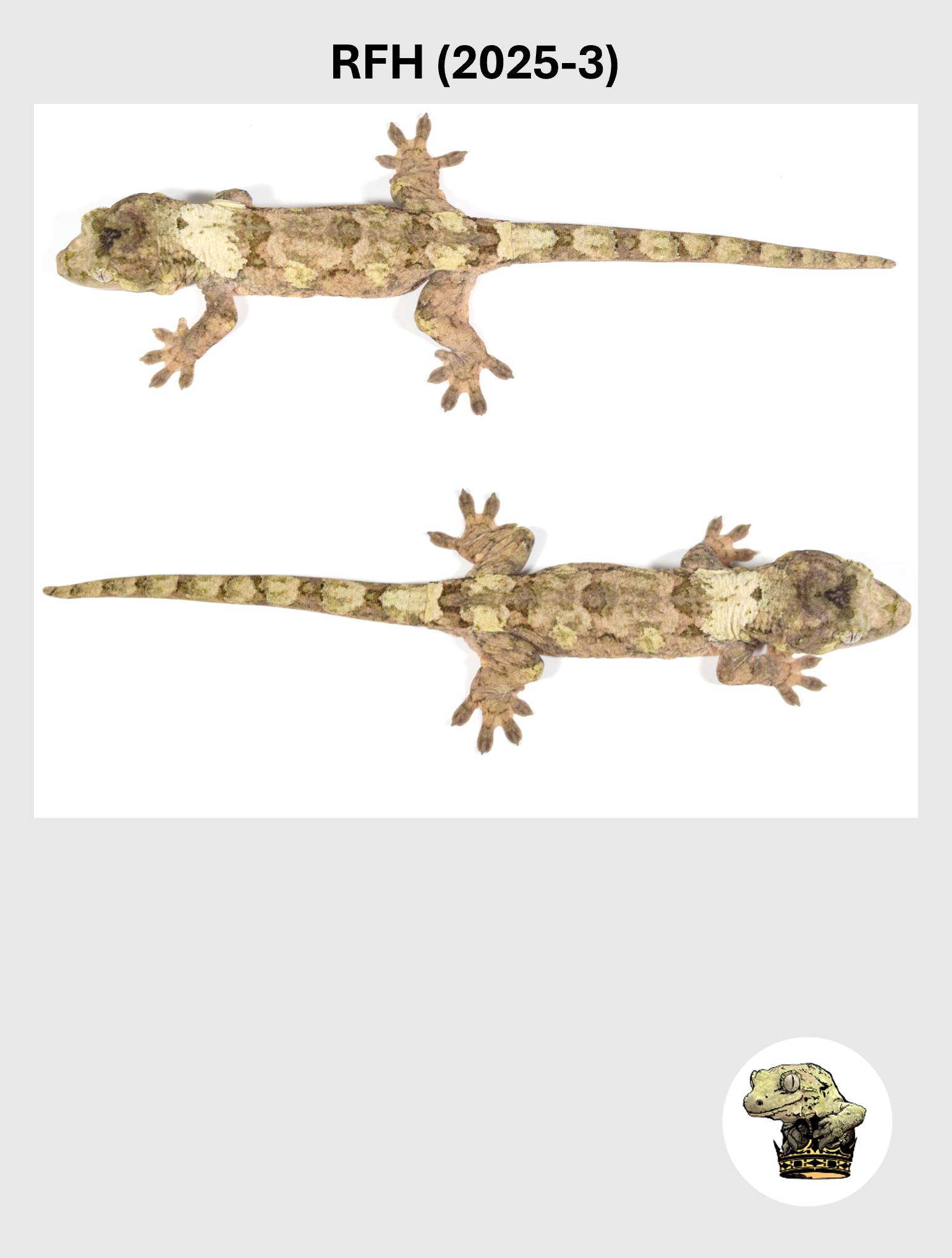 RFH (2025-3) (2026-03-11) (5) SQSP.png