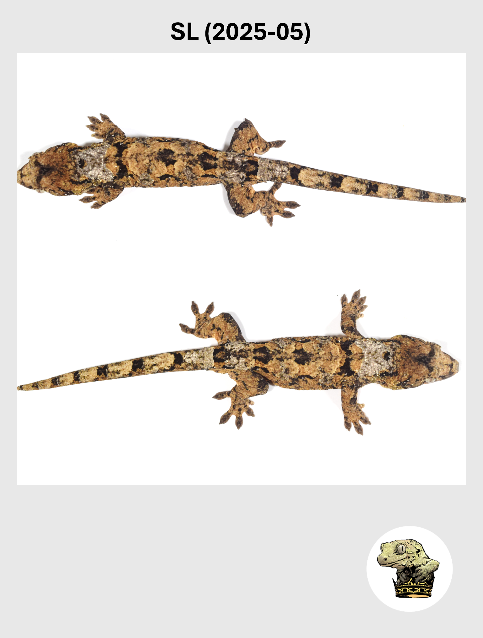 SL (2025-05) (2026-10-02) (3) SQSP.png