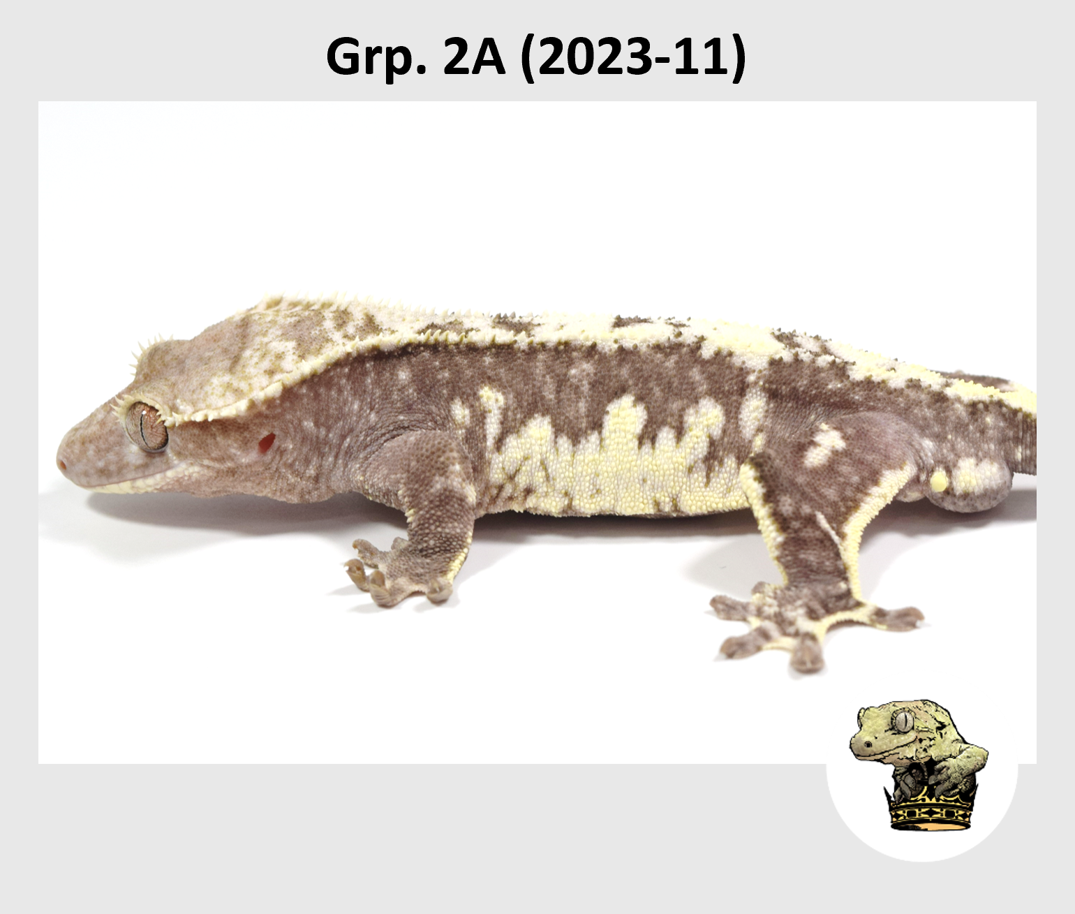 MM Grp. 2A (2023-11) (2024-12-23) (2).png