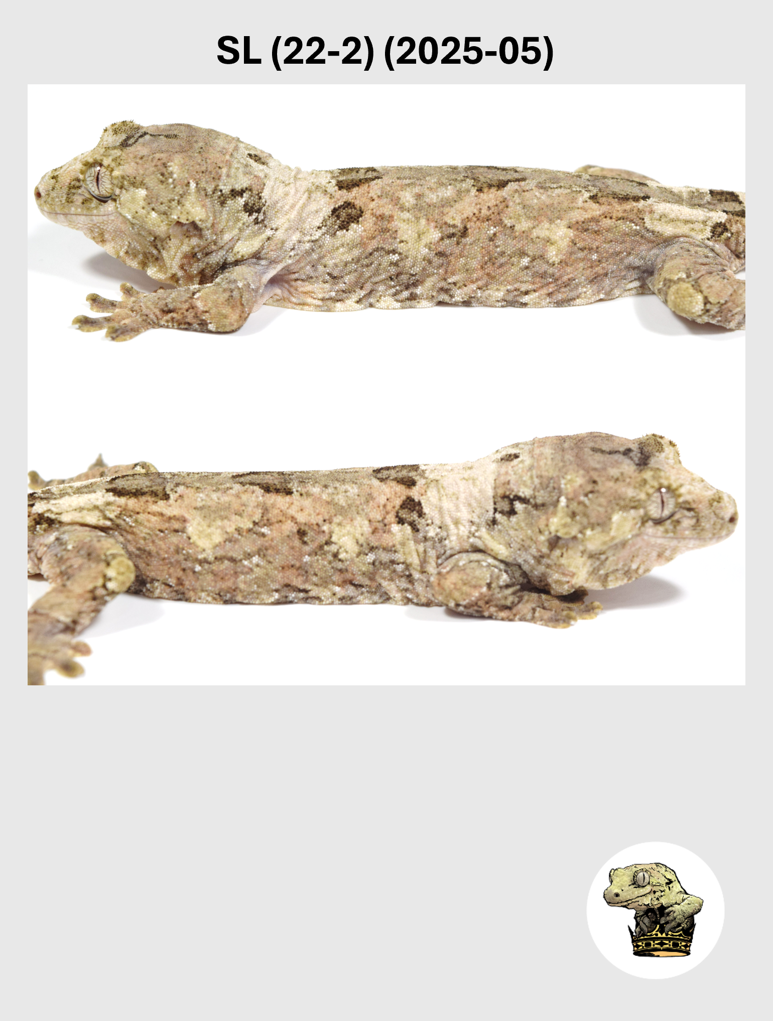 SL (22-2) (2025-05) (2026-03-11) (4) SQSP.png