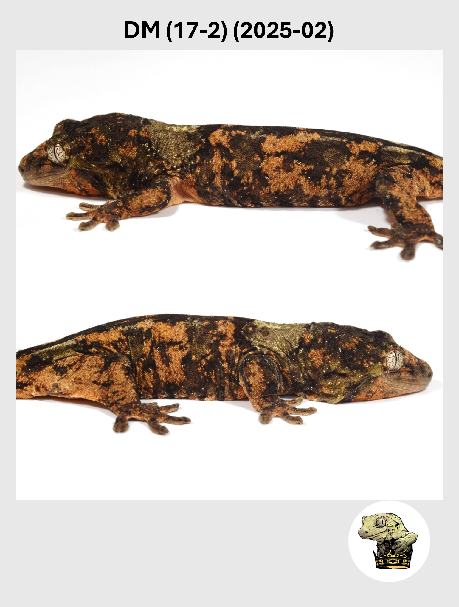 High White Line Chahoua Male! DM (17-2) (2025-02)