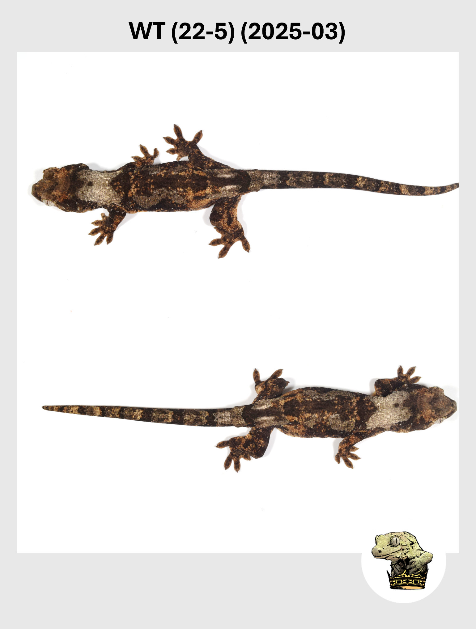 WT (22-5) (2025-03) (2025-12-16) (3) SQSP.png