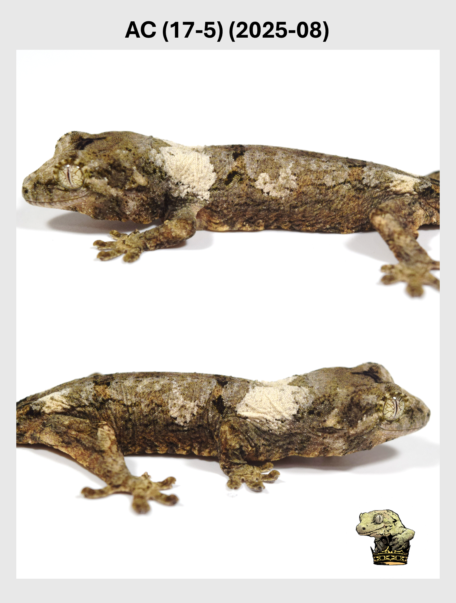 AC (17-5) (2025-08) (2025-12-22) (4) SQSP.png