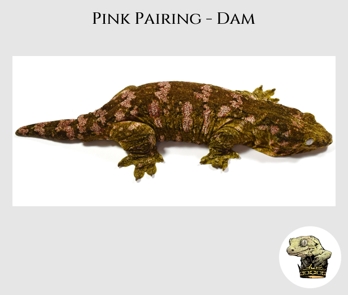 Pink Pairing - Dam MM.png (Copy)