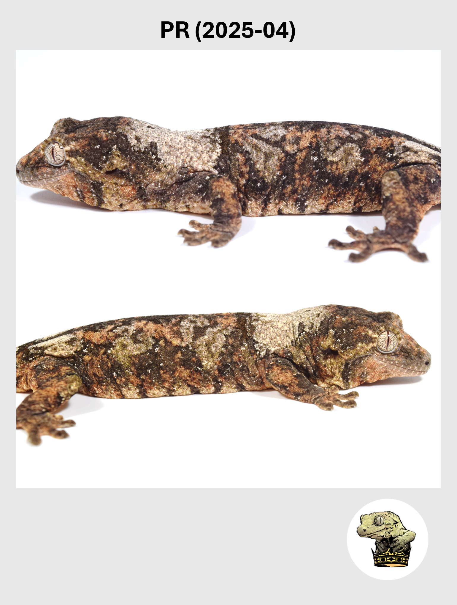 PR (2025-04) (2026-10-02) (2) SQSP.png