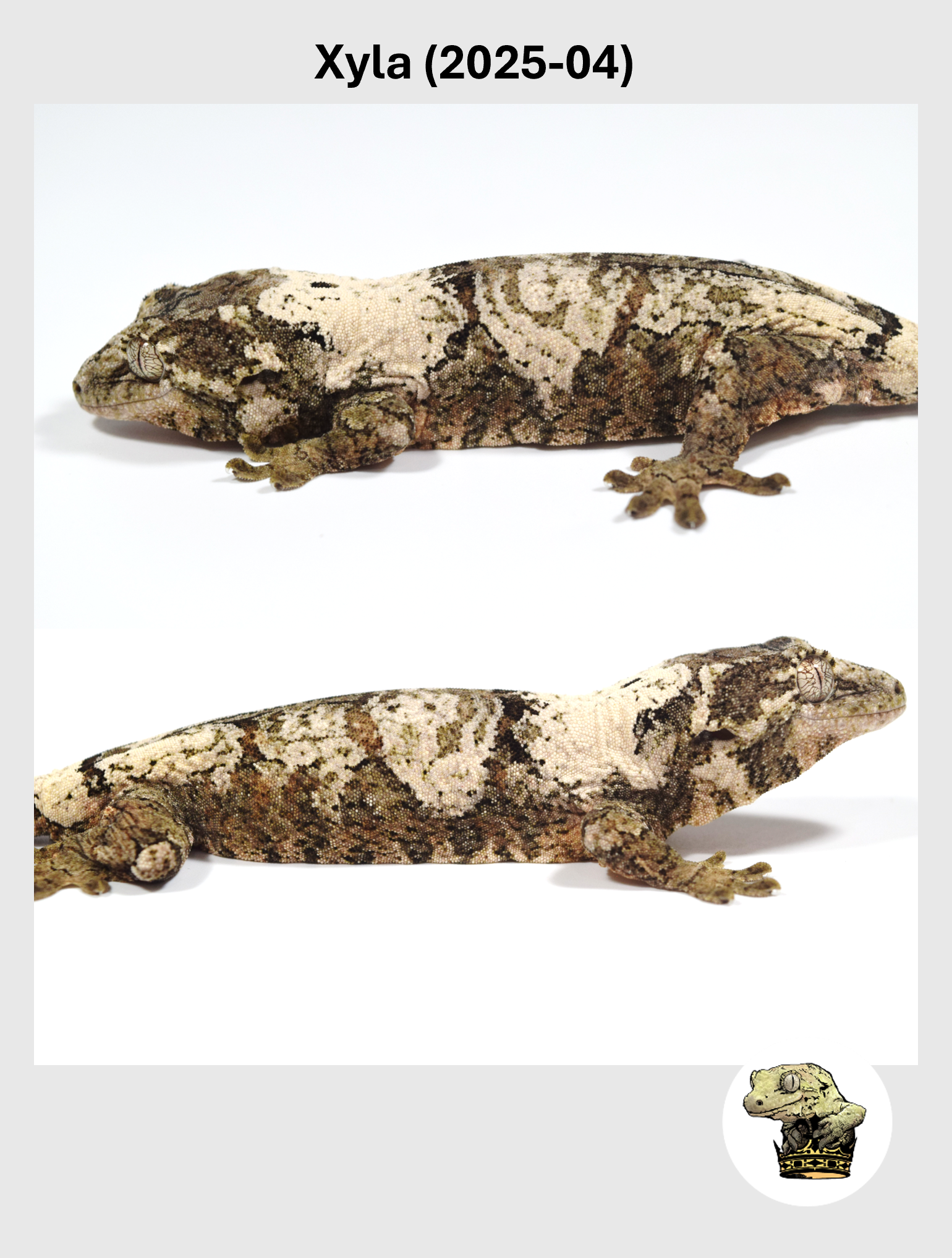 Xyla (2025-04) (2025-12-16) (4) SQSP.png