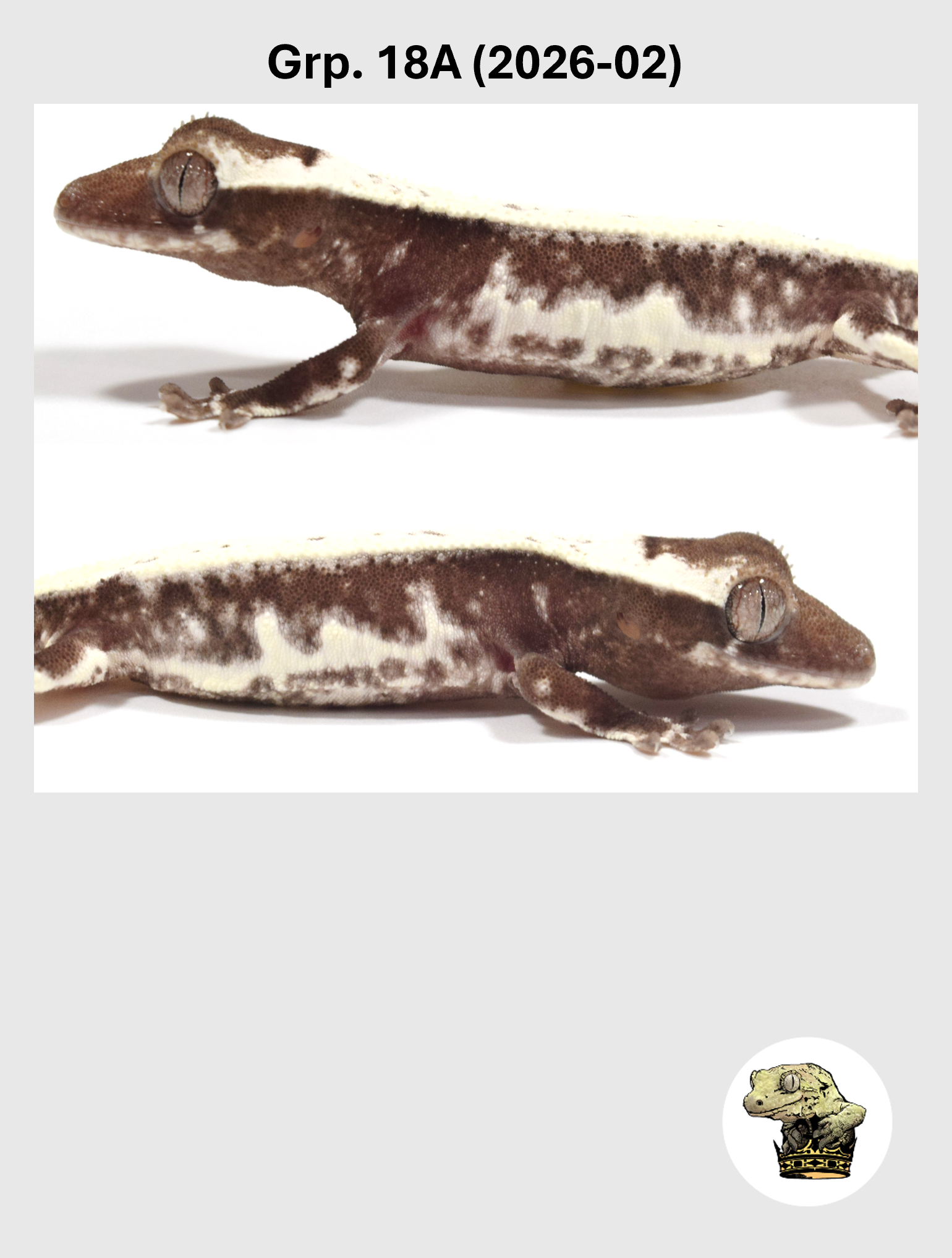 Visual Axanthic Lilly White Female* Crested Gecko! 18A (2026-02)