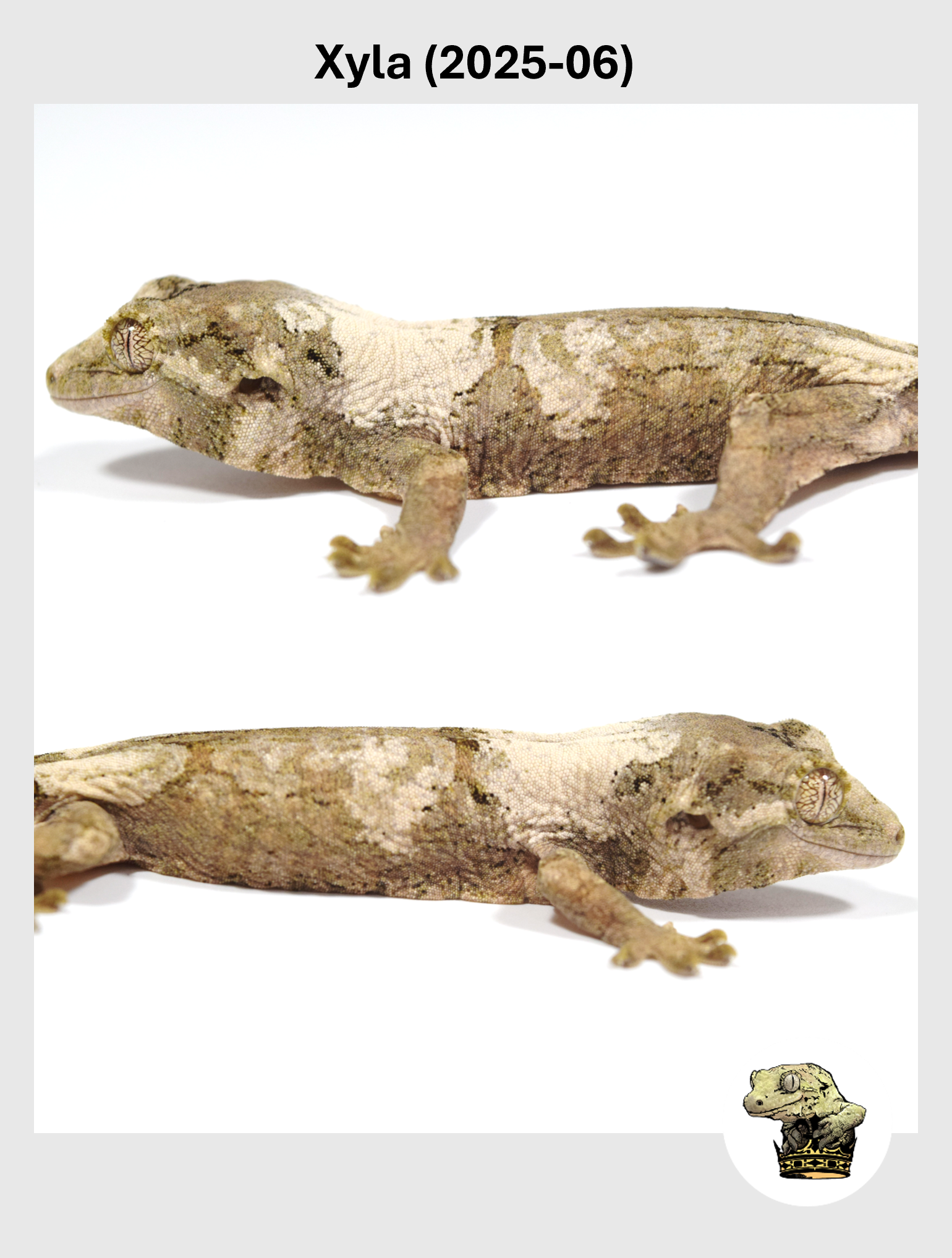 Xyla (2025-06) (2025-12-16) (4) SQSP.png