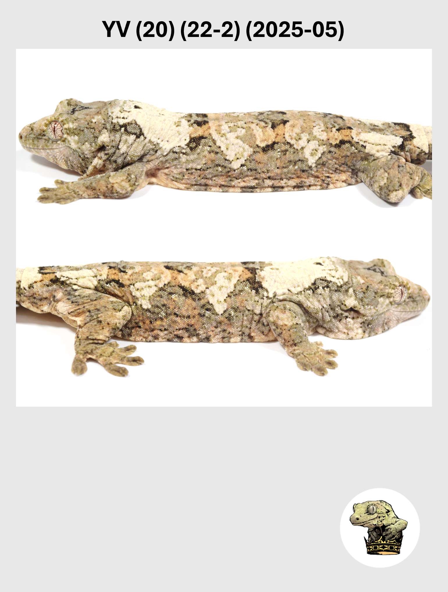 YV (20) (22-2) (2025-05) (2026-03-04) (4) SQSP.png