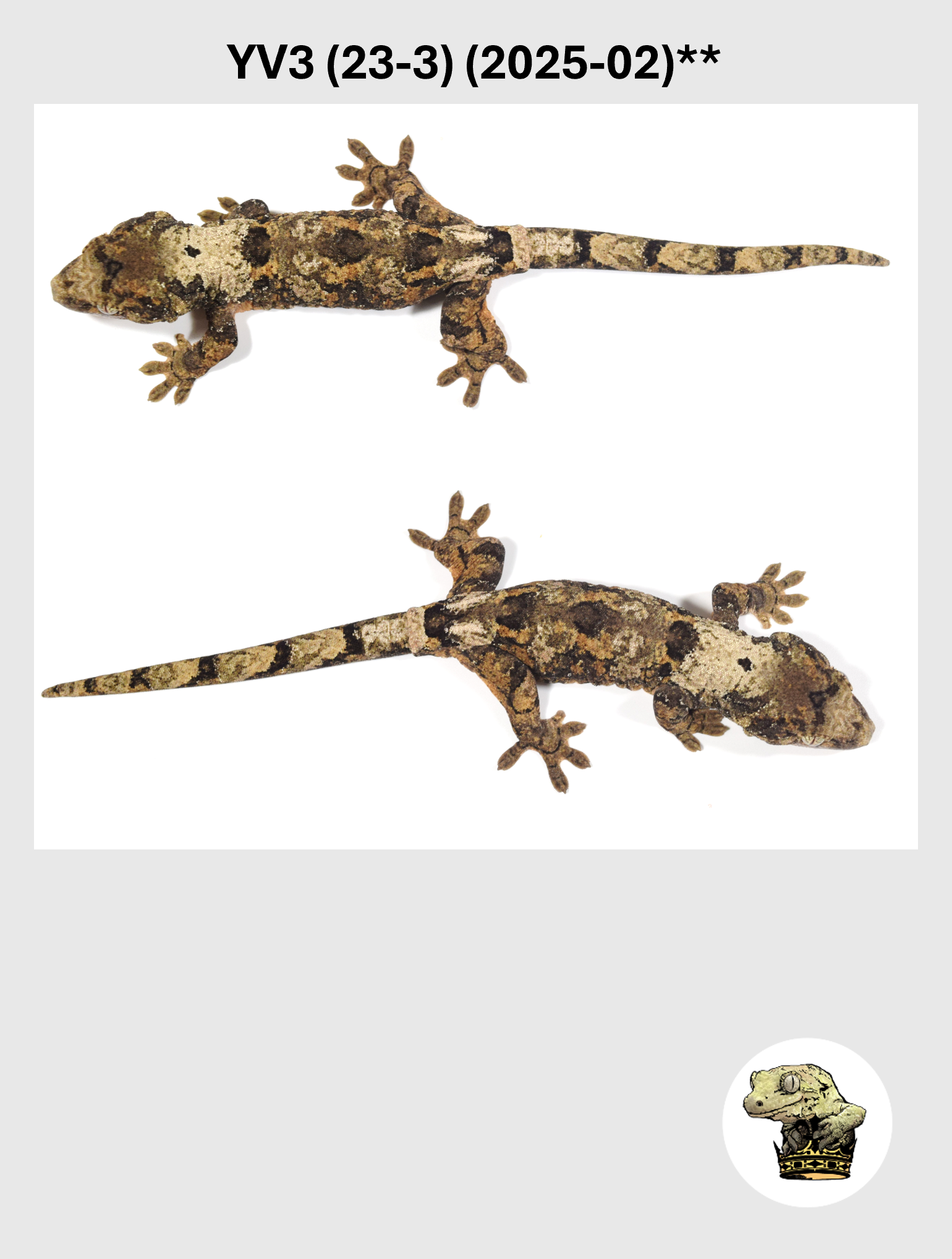 YV3 (23-3) (2025-02) REPEAT (2026-03-18) (3) SQSP.png