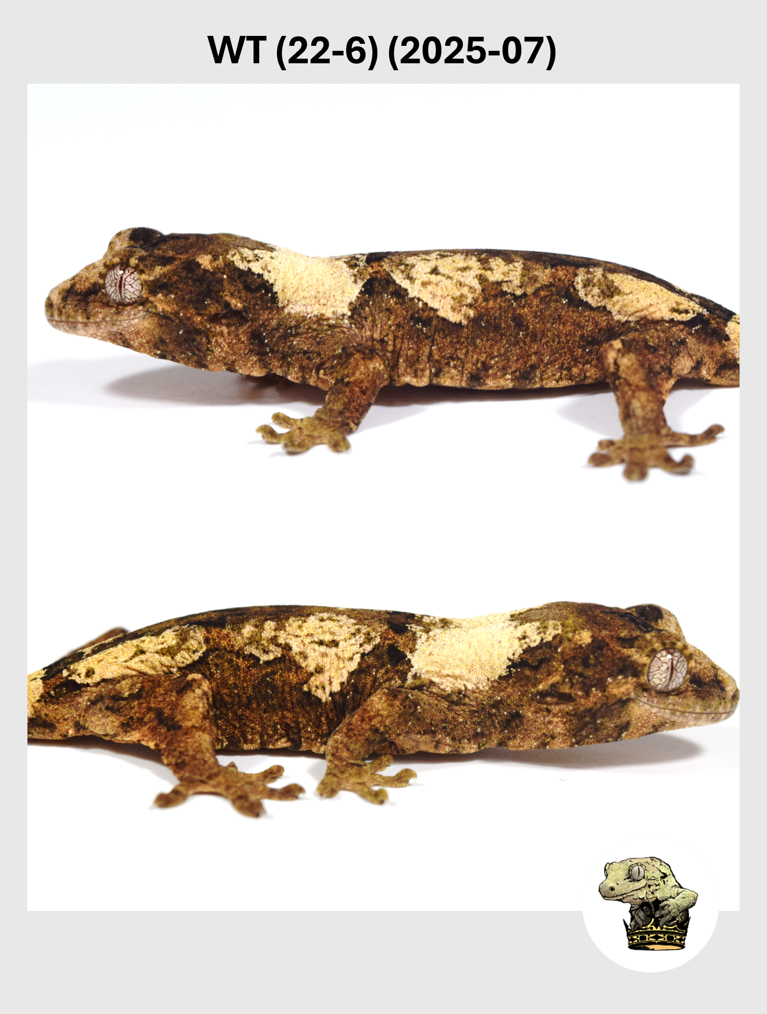 WT (22-6) (2025-07) (2025-12-22) (2) SQSP.png