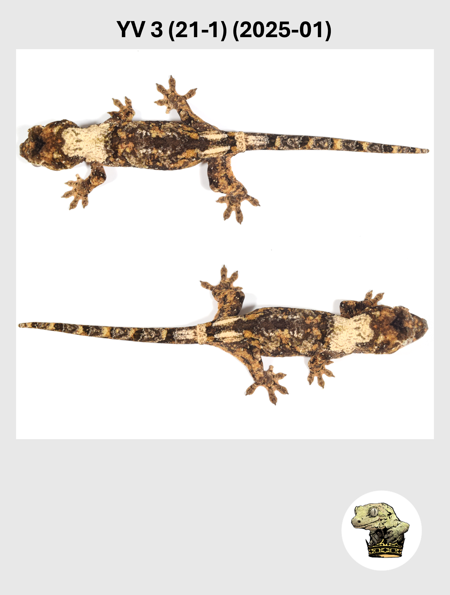 YV 3 (21-1) (2025-01) (2026-02-25) (3) SQSP.png