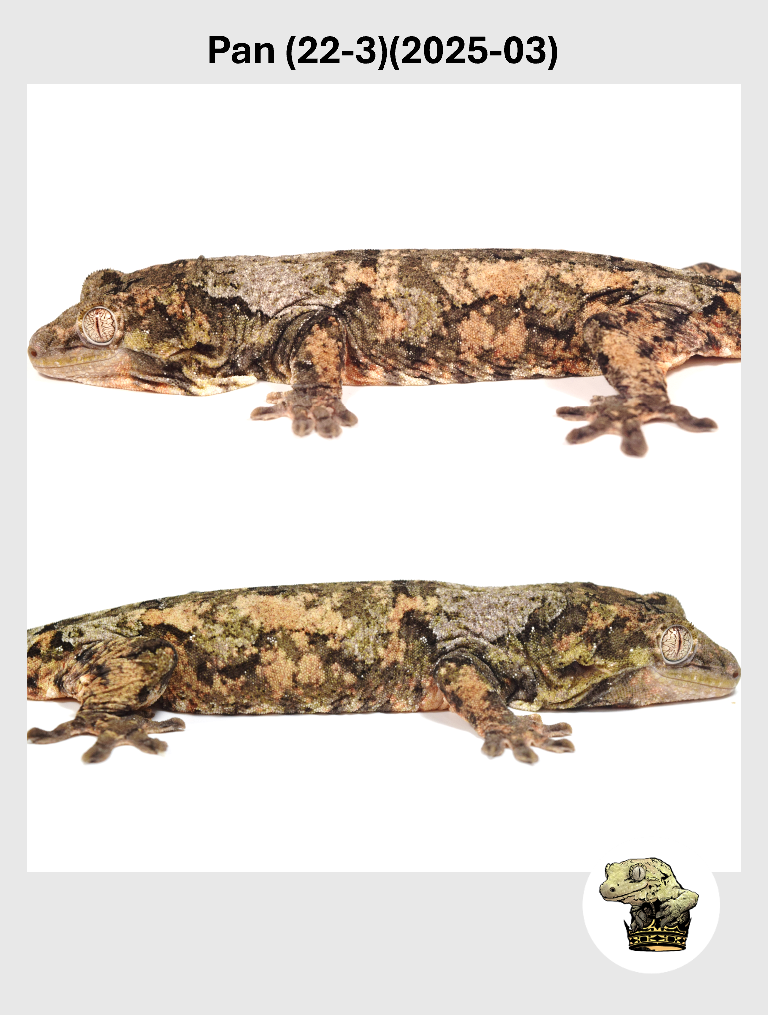 Pan (22-3)(2025-03) (2026-02-10) (2) SQSP.png