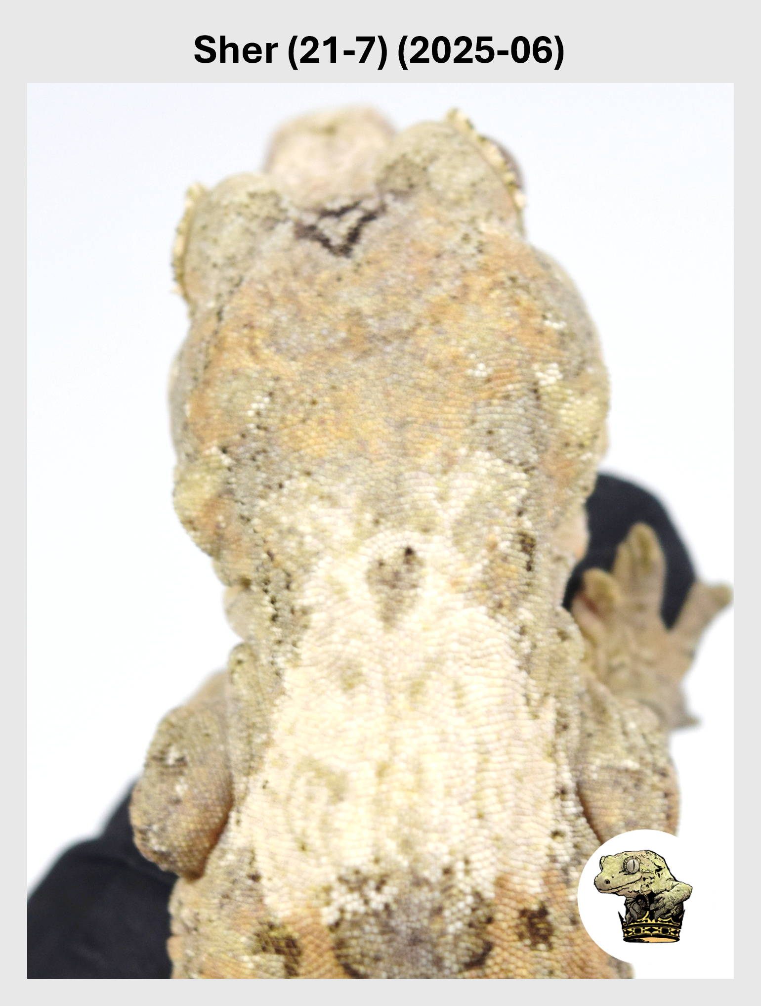 Sher (21-7) (2025-06) (2026-02-03) (1) SQSP.png
