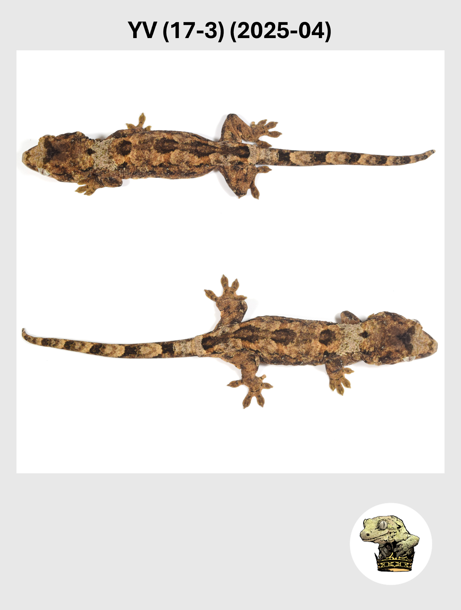 YV (17-3) (2025-04) (2026-02-03) (3) SQSP.png