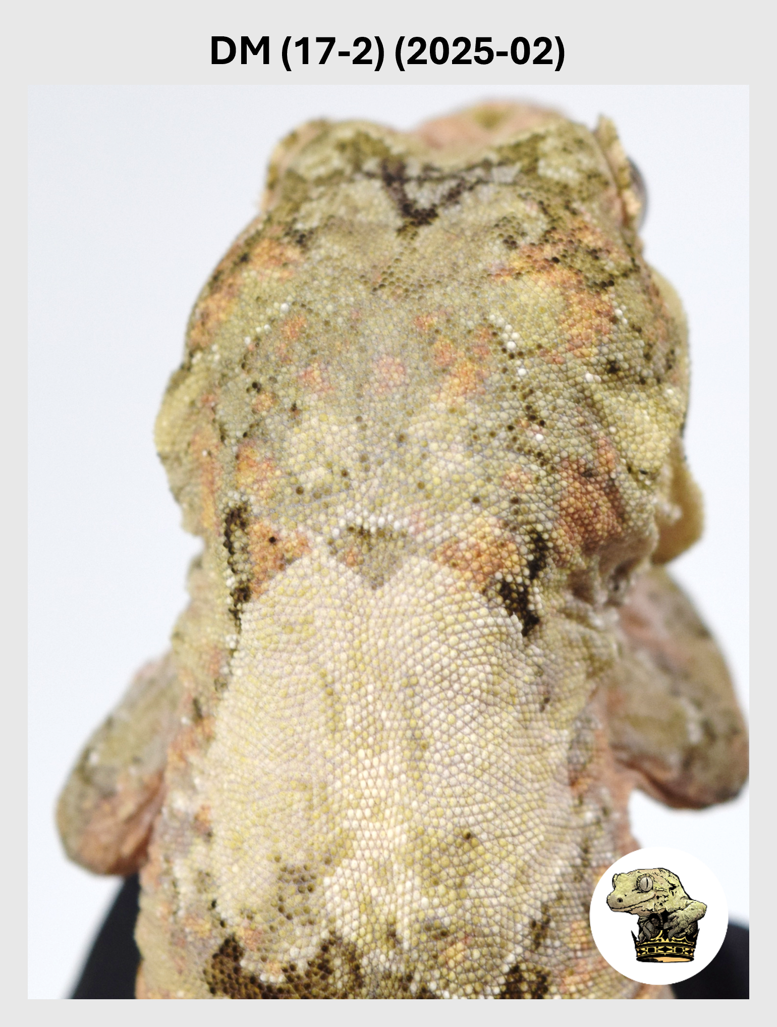 DM (17-2) (2025-02) (2026-01-16) (1) SQSP.png