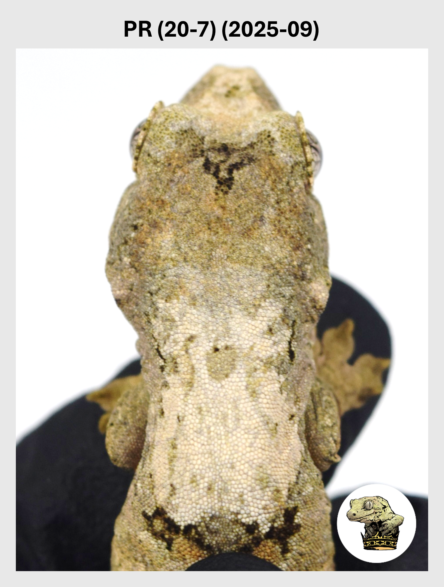 PR (20-7) (2025-09) (2025-12-22) (1) SQSP.png