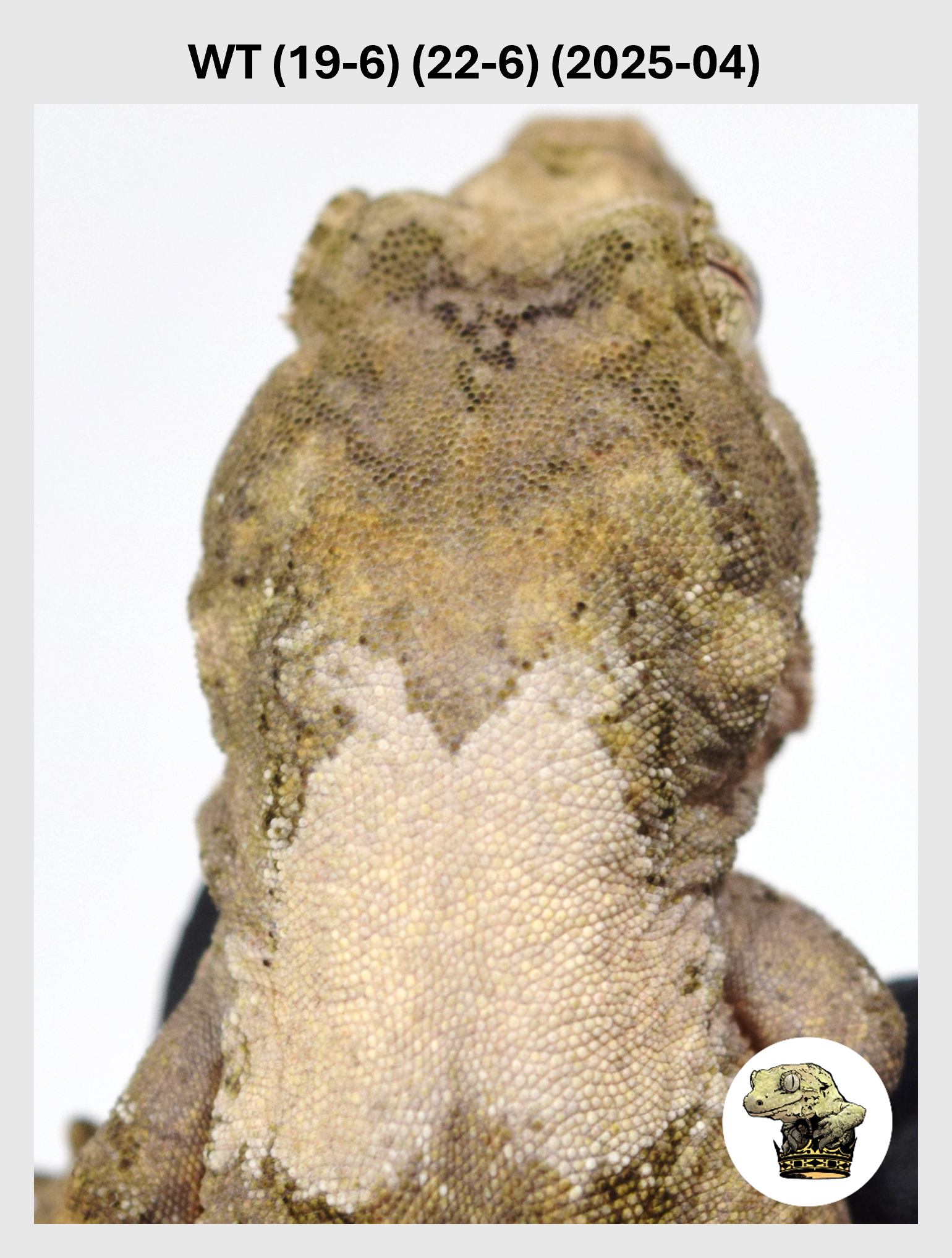 High White Line Male! WT (19-6) (22-6) (25-04)