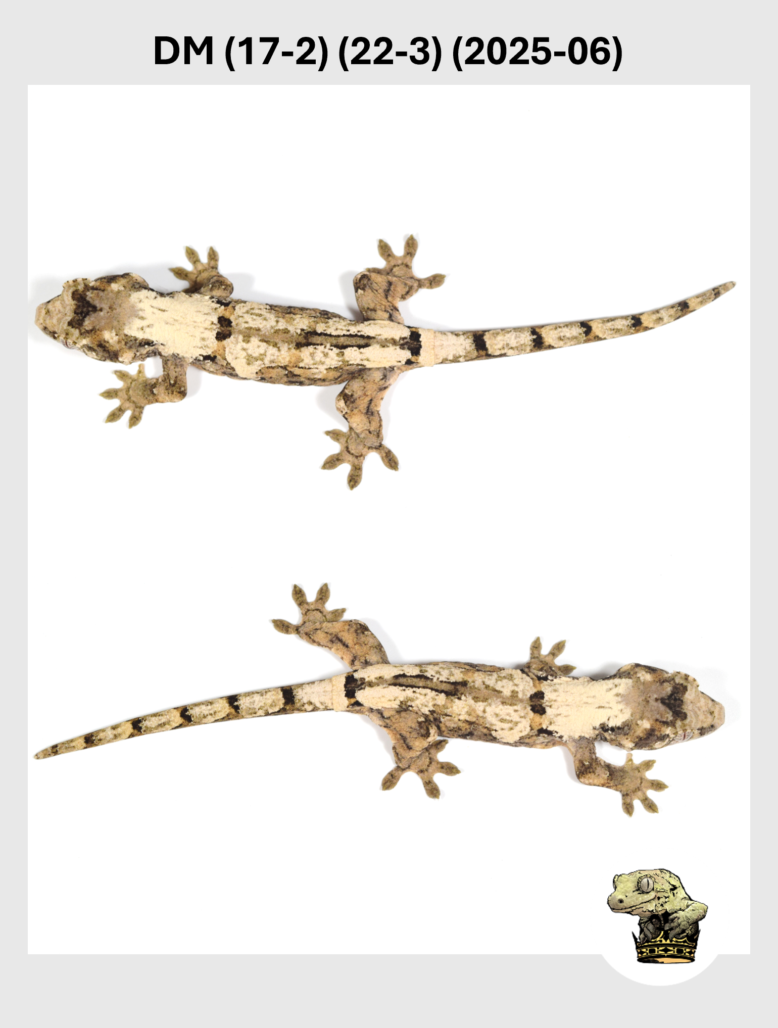 DM (17-2) (22-3) (2025-06) (2025-12-16) (5) SQSP.png