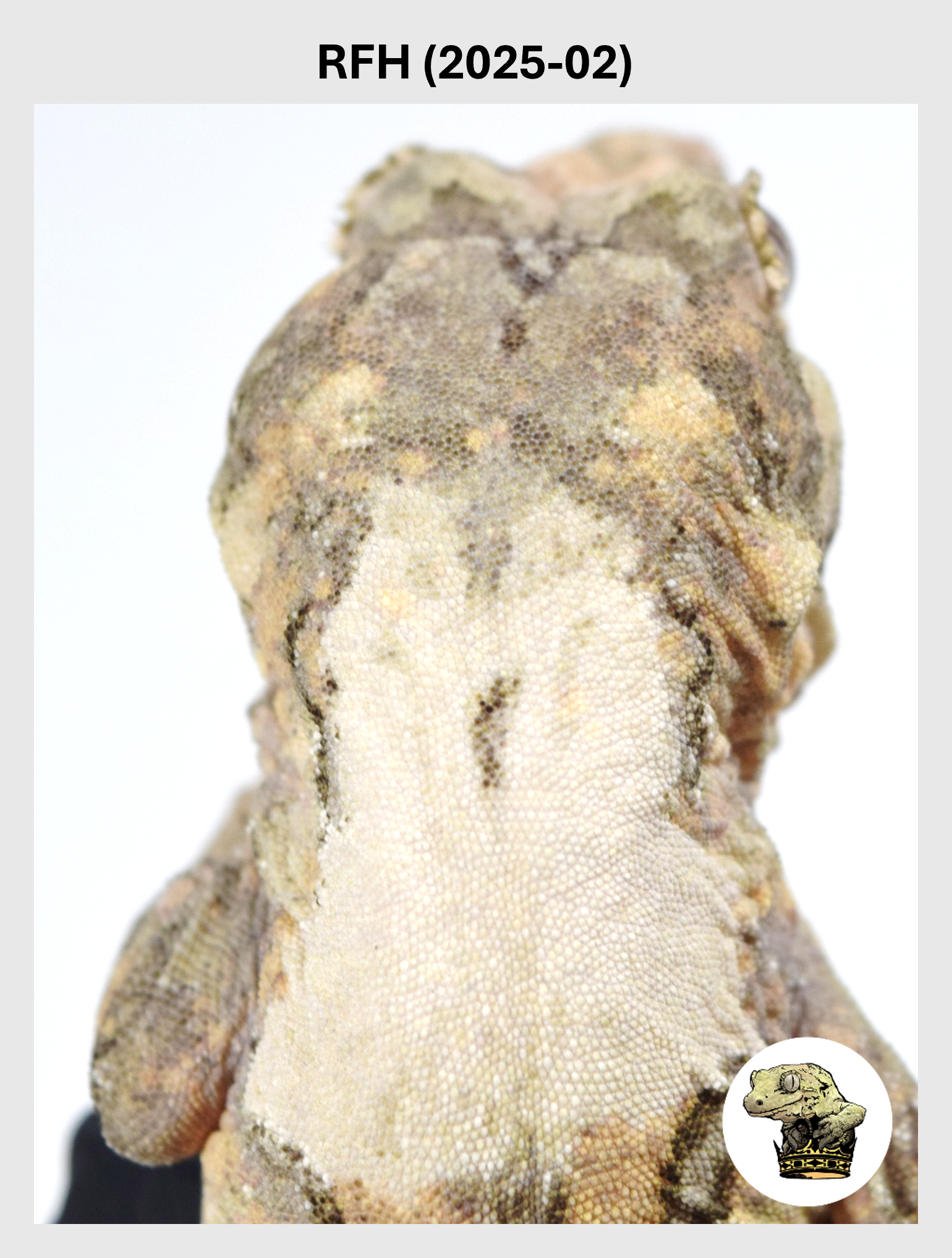 RFH (2025-02) (2026-01-16) (1) SQSP.png