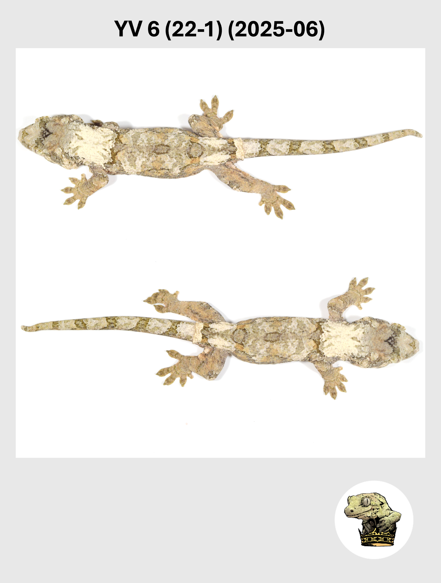 YV 6 (22-1) (2025-06) (2026-01-20) (5) SQSP.png