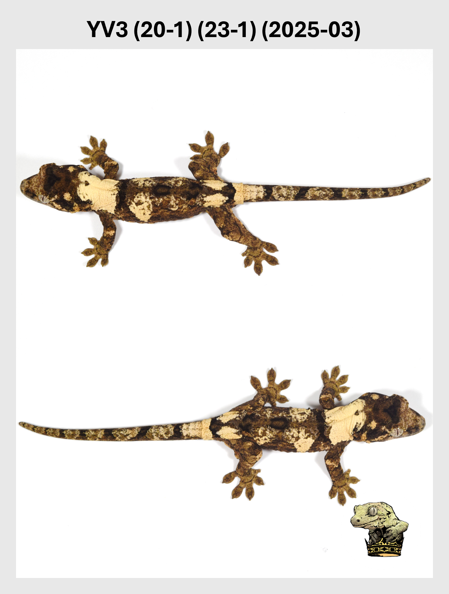 Super White Male*! YV (17-3) (20-1) (23-1) (2025-03)