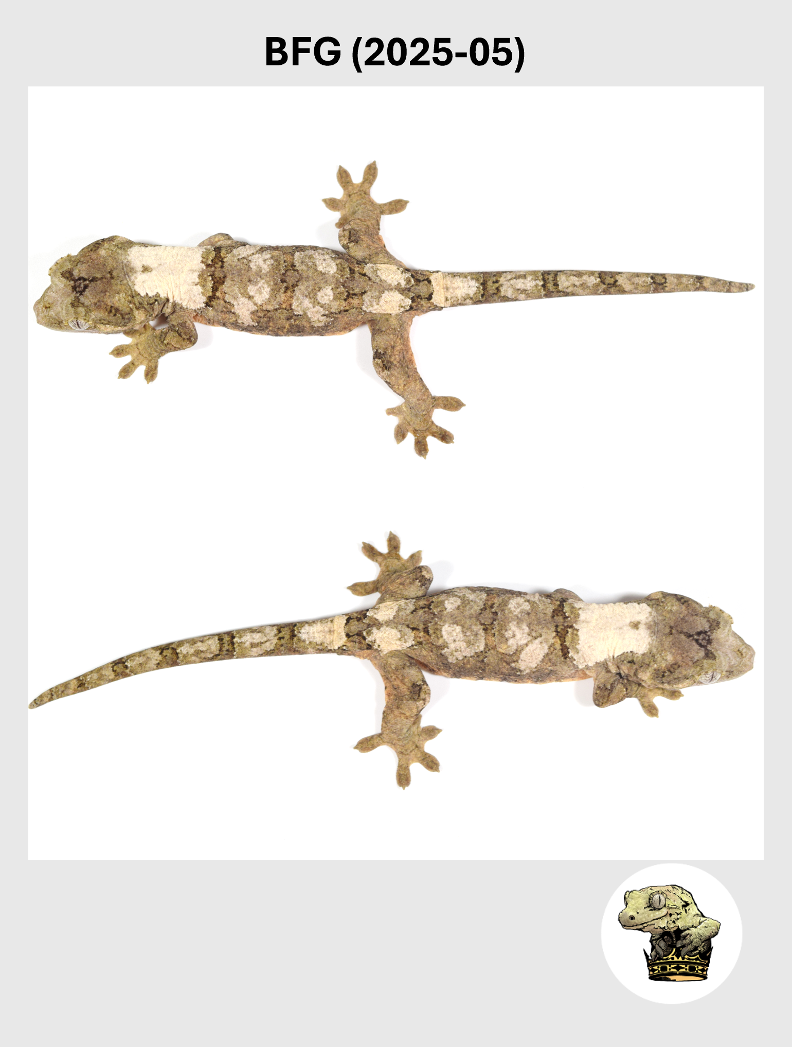 BFG (2025-05) (2026-01-20) (5) SQSP.png