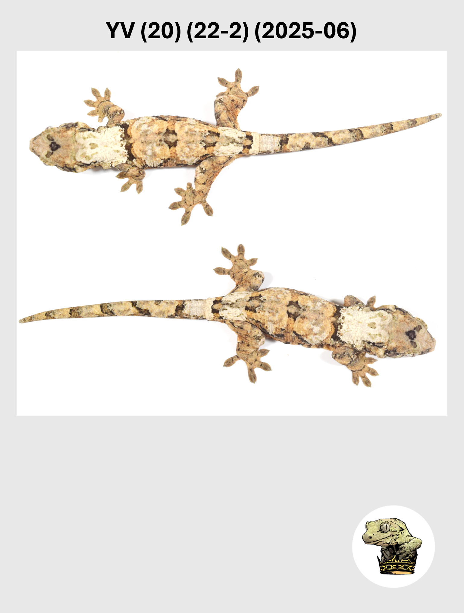 YV (20) (22-2) (2025-06) (2026-03-04) (3) SQSP.png