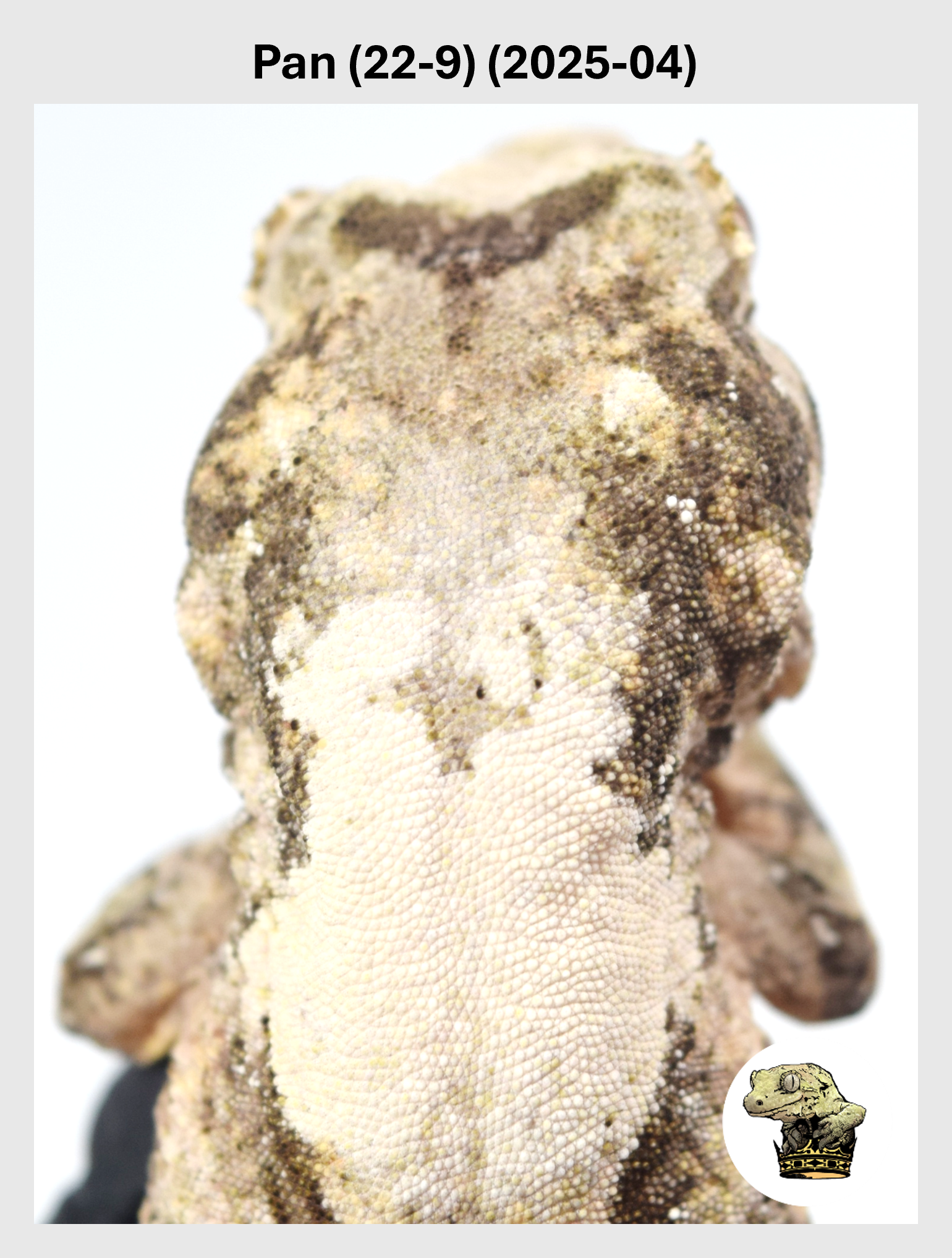 Pan (22-9) (2025-04) (2026-01-20) (1) SQSP.png