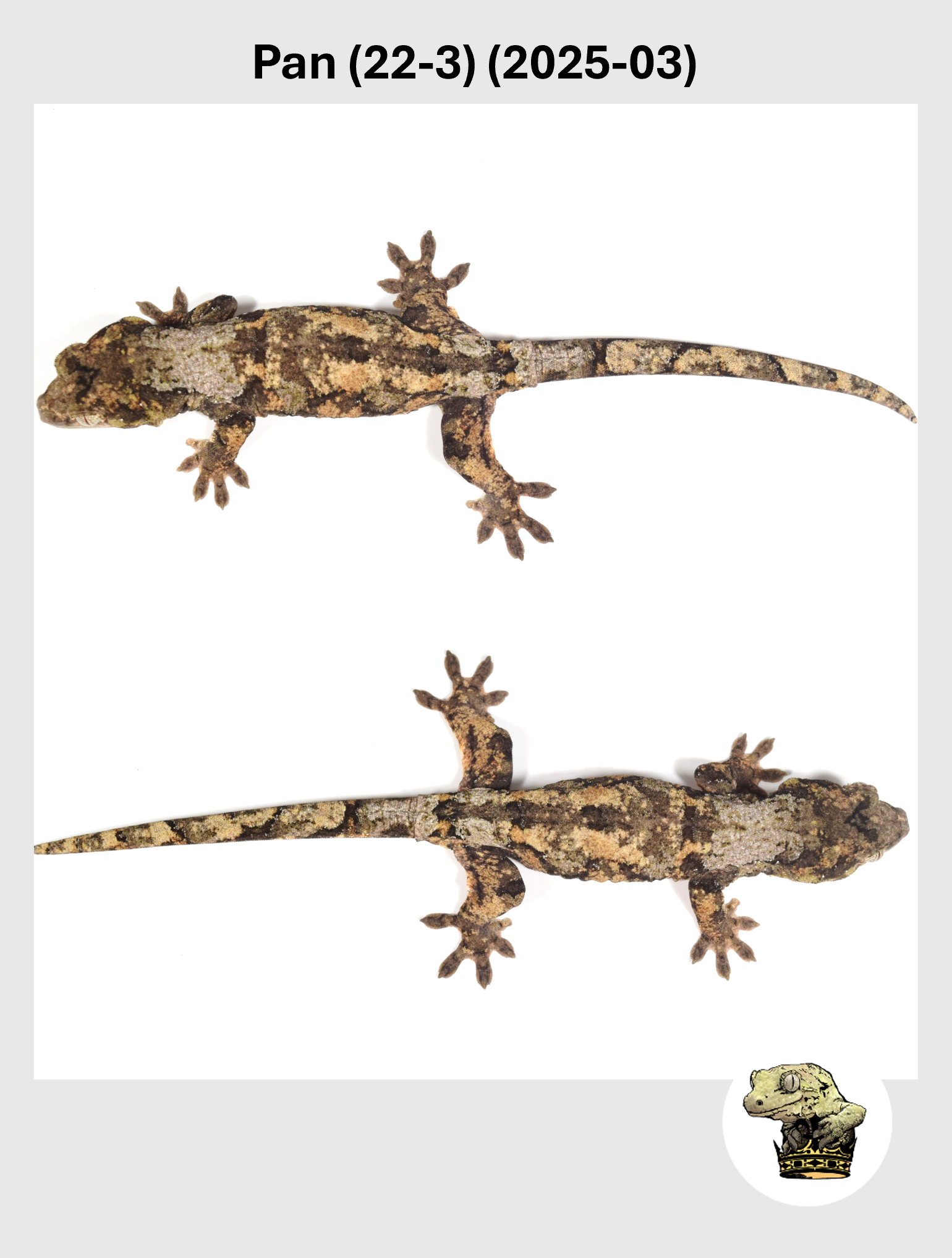 High White & Color Male! Pan (22-3) (2025-03)