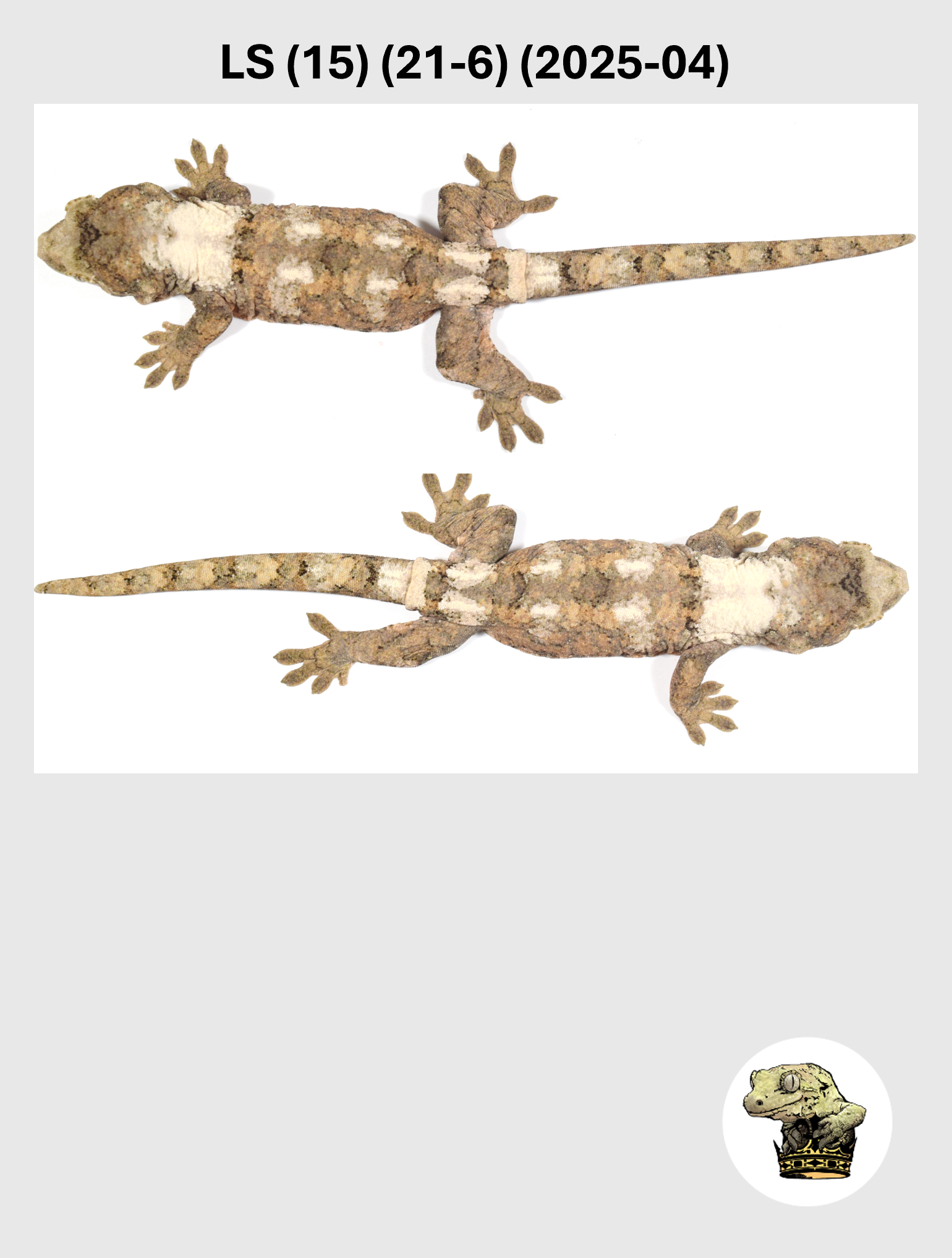 LS (15) (21-6) (2025-04) (2026-03-25) (5) SQSP.png