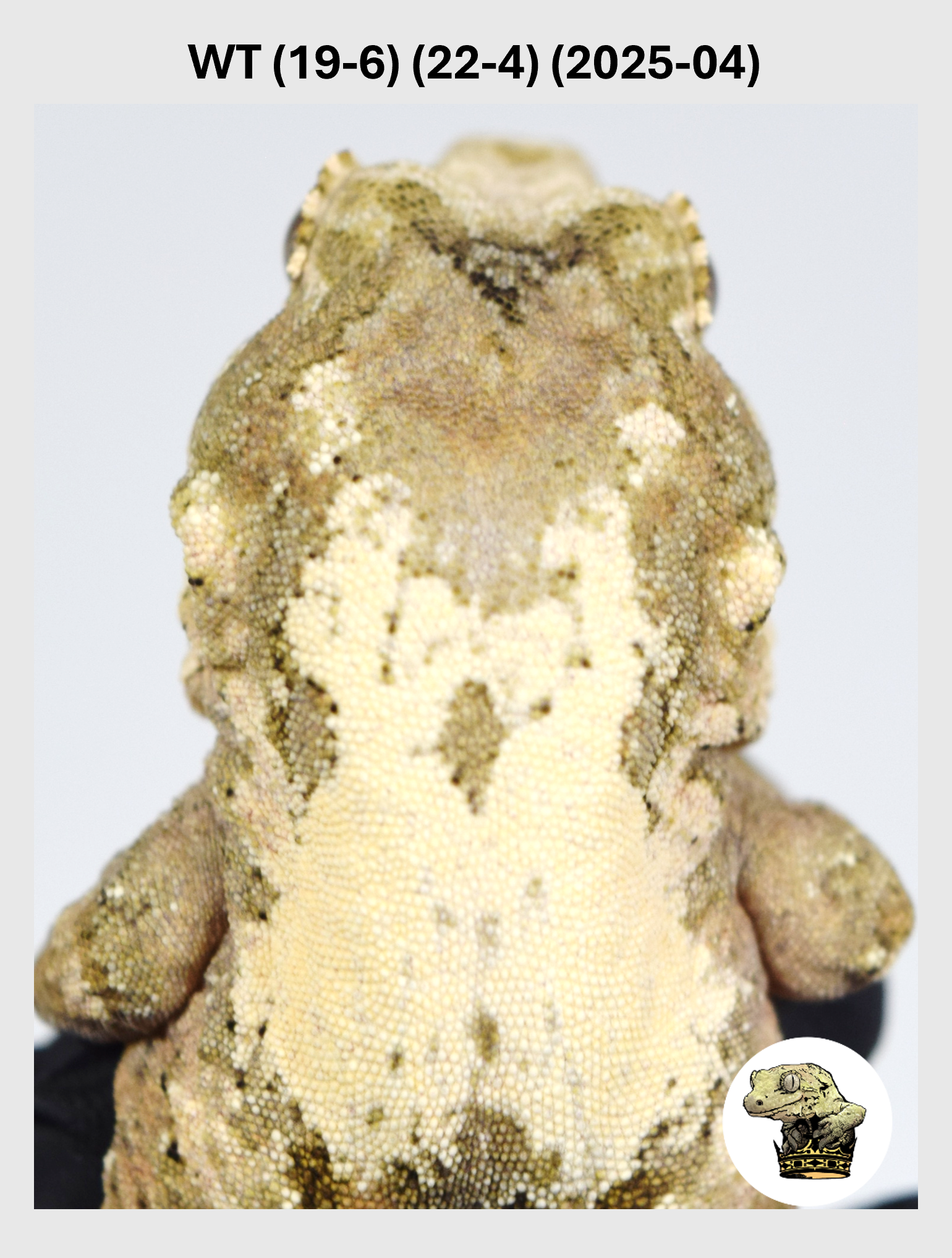 WT (19-6) (22-4) (2025-04) (2026-03-04) (1) SQSP.png