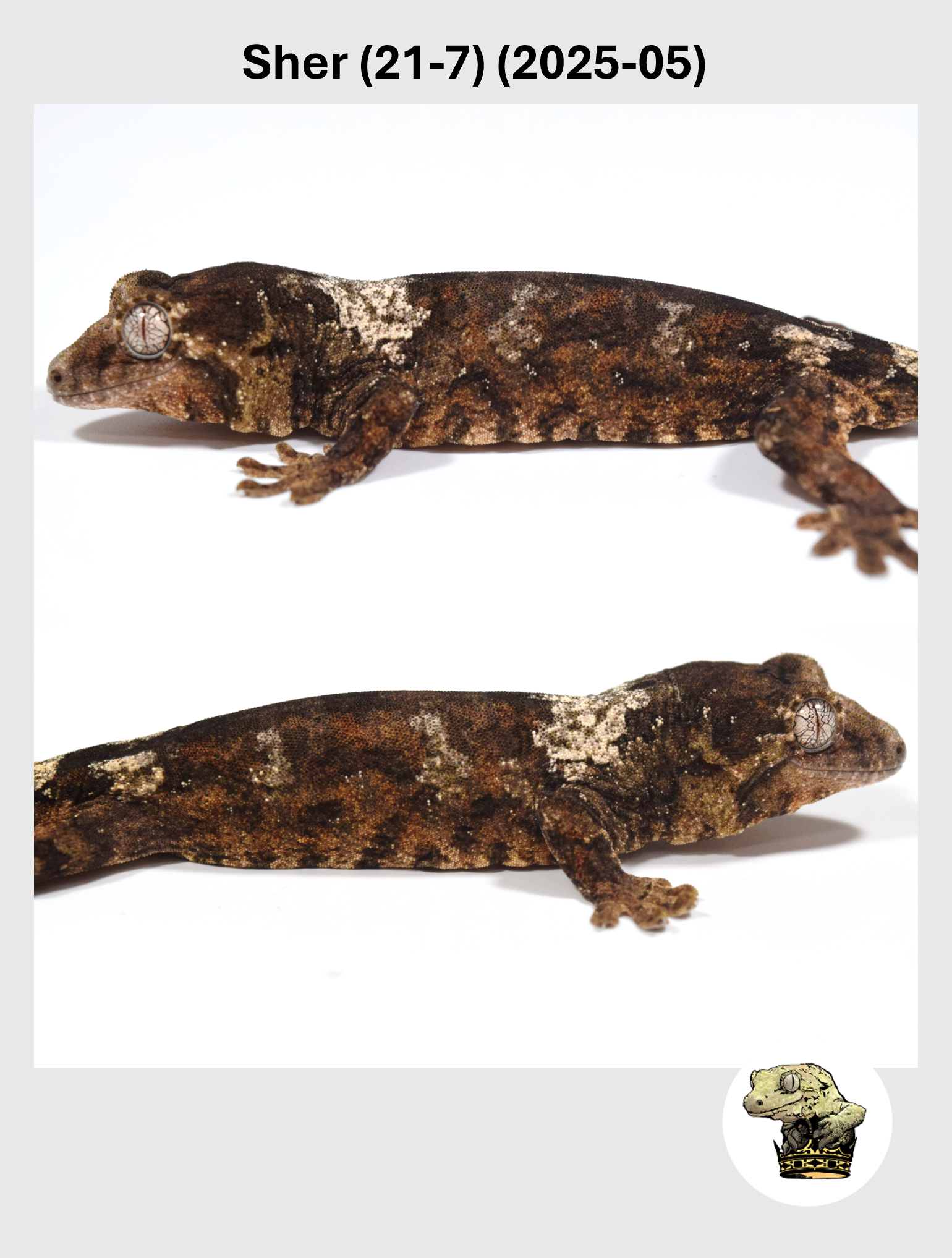 High White Line Male! Sher (21-7) (2025-05)