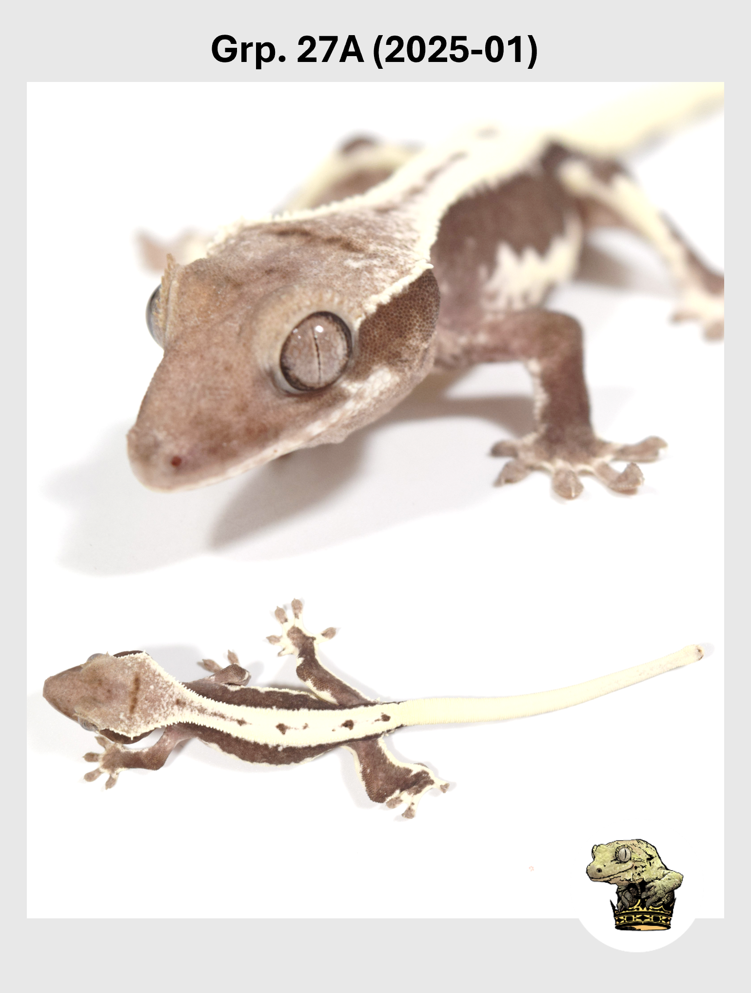 SQSP Grp. 27A (2025-01) (2026-02-03) (2).png