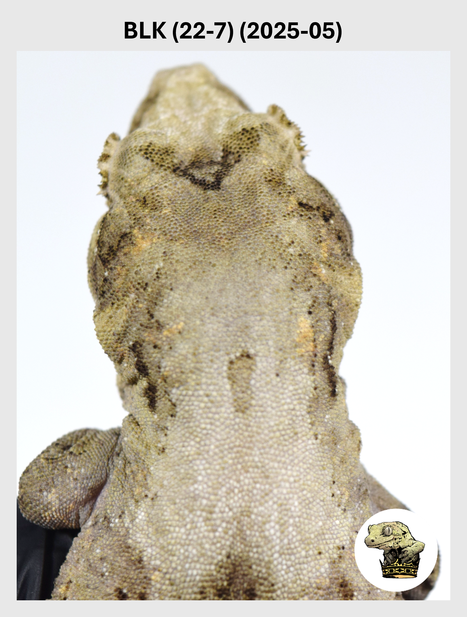 BLK (22-7) (2025-05) (2026-03-11) (1) SQSP.png