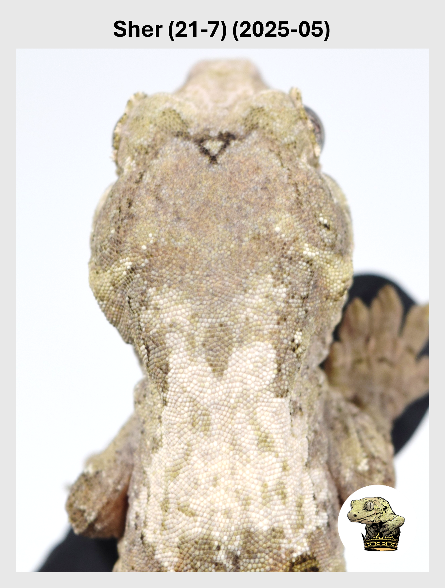 Sher (21-7) (2025-05) (2026-02-03) (1) SQSP.png