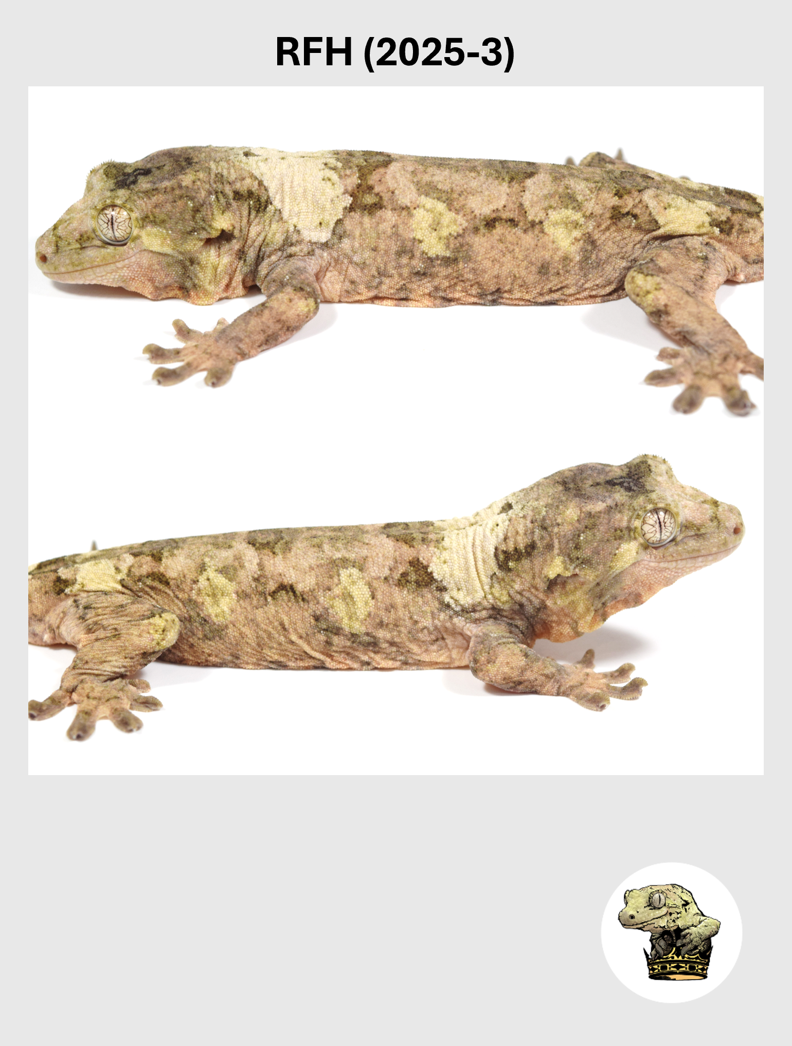 RFH (2025-3) (2026-03-11) (4) SQSP.png