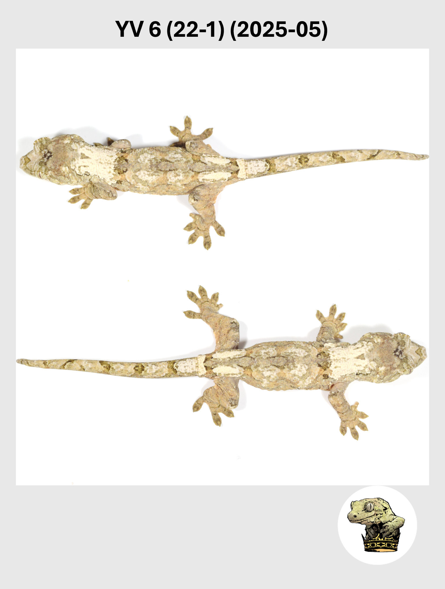 YV 6 (22-1) (2025-05) (2026-01-20) (5) SQSP.png