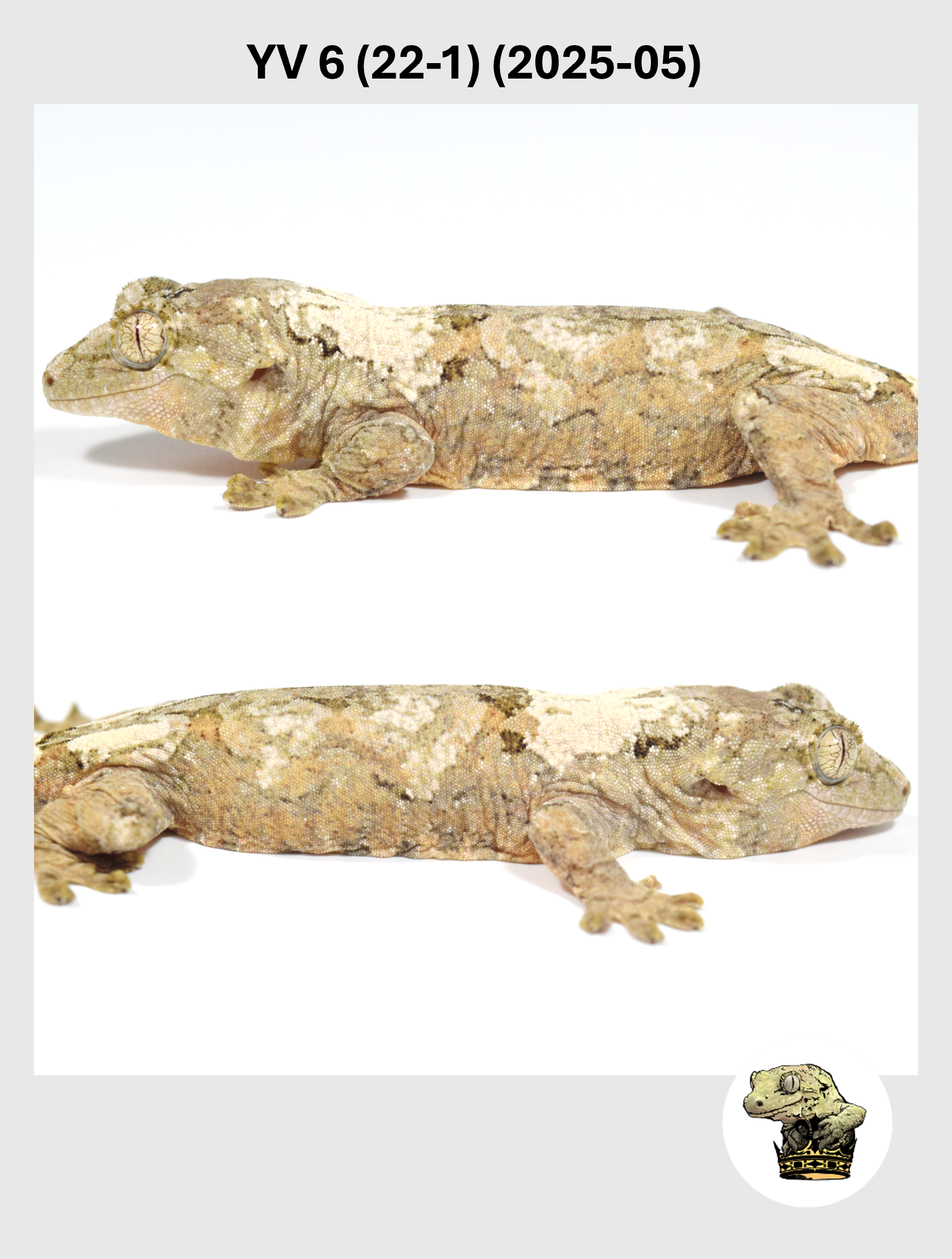 YV 6 (22-1) (2025-05) (2026-01-20) (4) SQSP.png