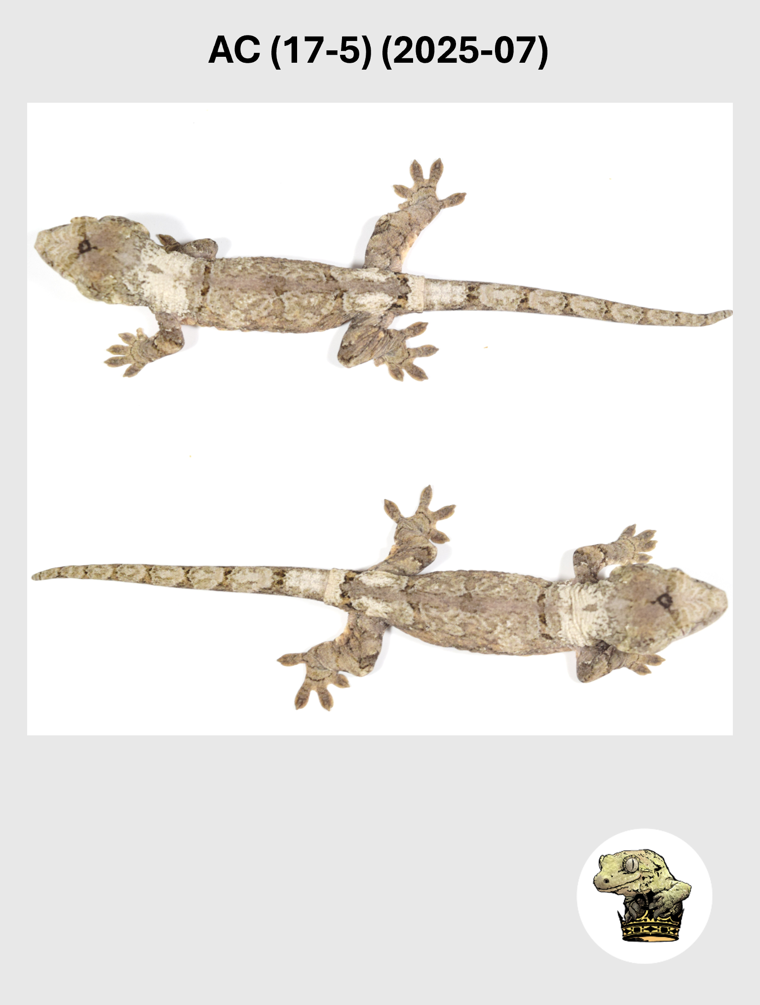 AC (17-5) (2025-07) (2026-03-04) (5) SQSP.png