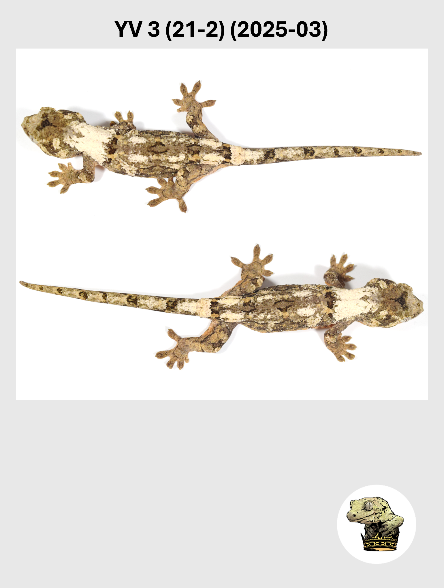 YV 3 (21-2) (2025-03) (2026-02-25) (5) SQSP.png