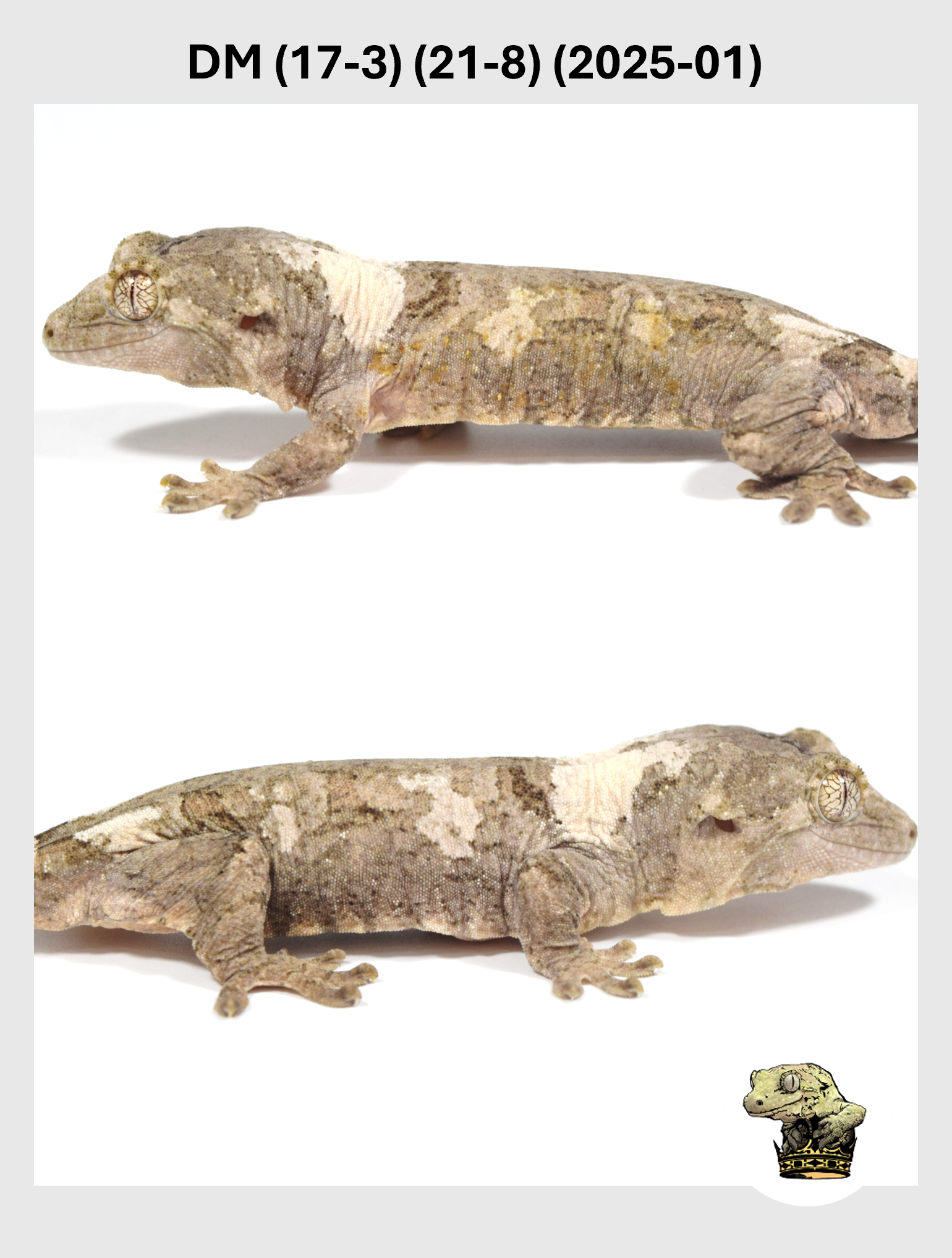 DM (17-3) (21-8) (2025-01) (2026-01-20) (4) SQSP.png